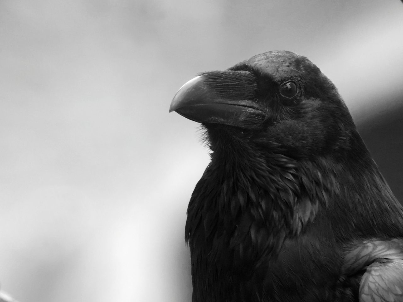 Beware the mind of a raven. 