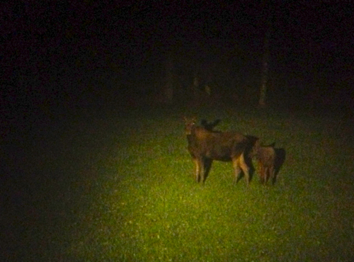 Two of 21 moose seen in one hour's time on our Swedish night time moose safari.