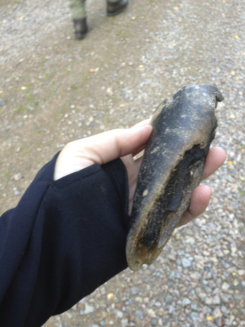Piece of moose hoof found in fresh wolf poop. 