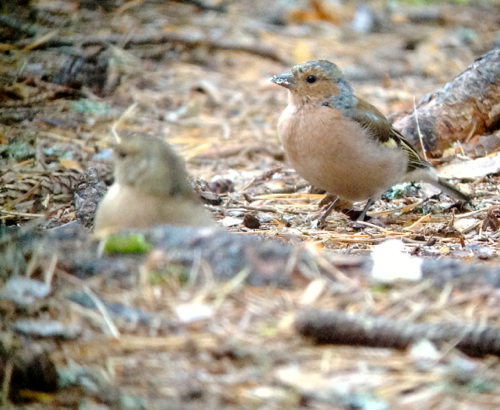 Chaffinches lurking around the campfire hoping for some scraps of food. 