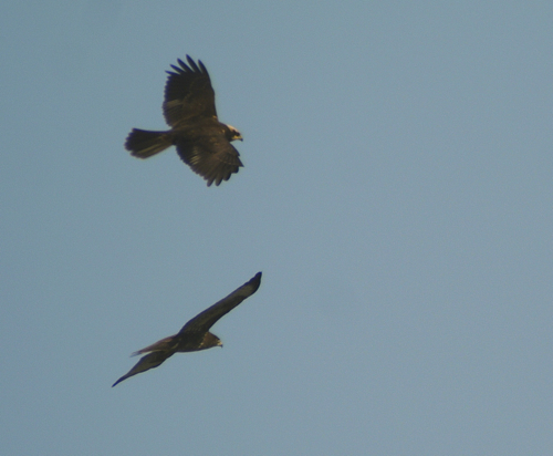 Marsh harrier and common buzzard soaring over our heads.