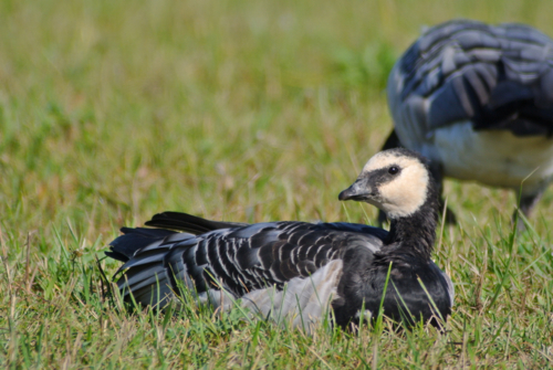 Barnacle goose.