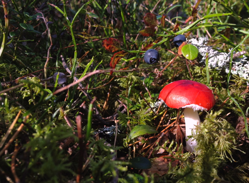 The ground beneath us was moss, berries and mushrooms. Pro tip: don't eat the red capped mushroom. 