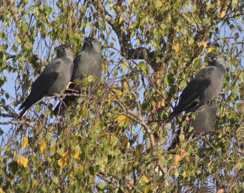 Swedish jackdaws. 