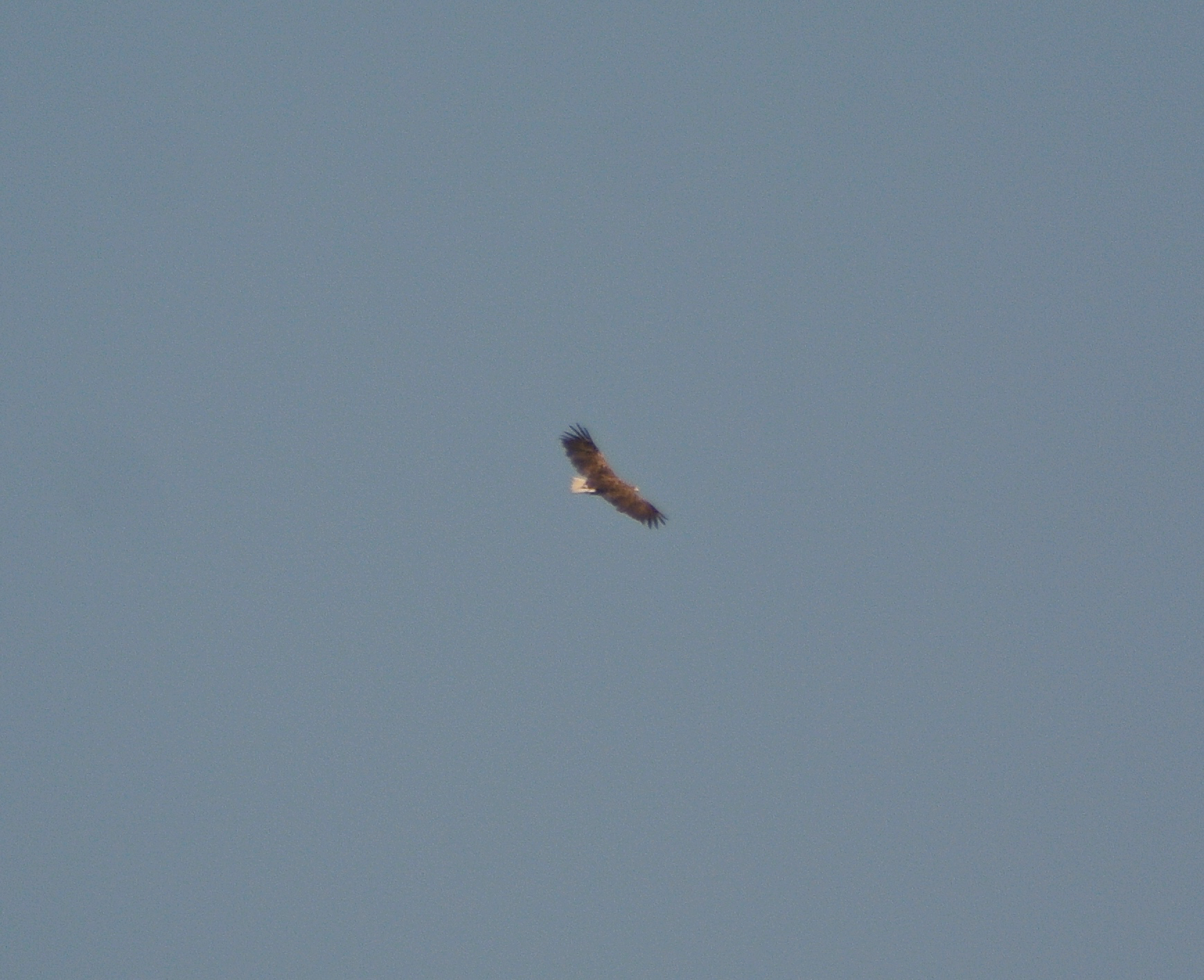 White-tailed eagle. 