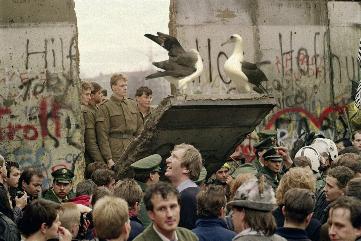 Wisdom and mate displaying on the fall of the Berlin Wall.