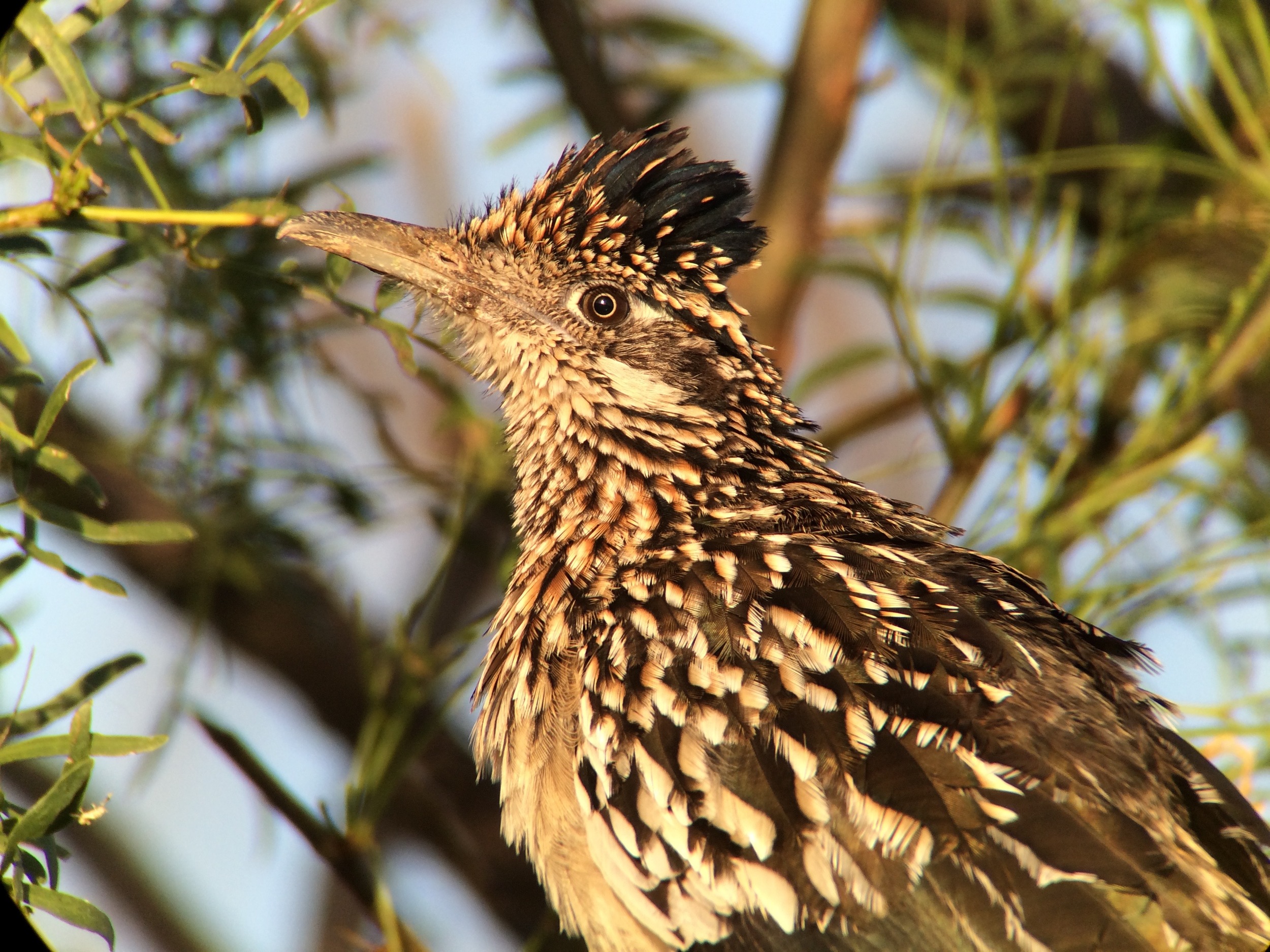 Greater roadrunner digiscoped with Swarovksi ATX 65mm scope, iPhone 5s and i5 adapter. 