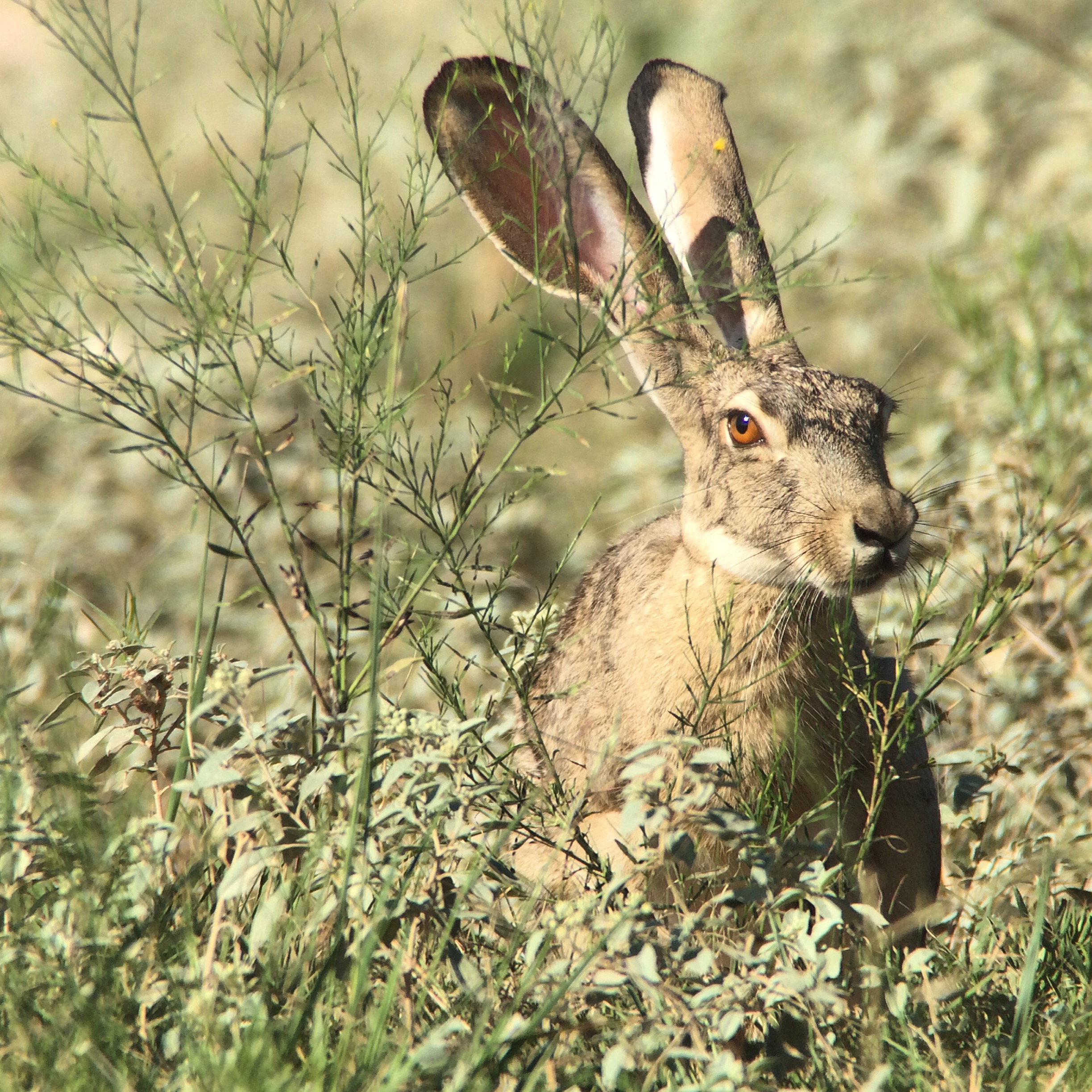 Jackrabbit sizing me up on one of my surveys.