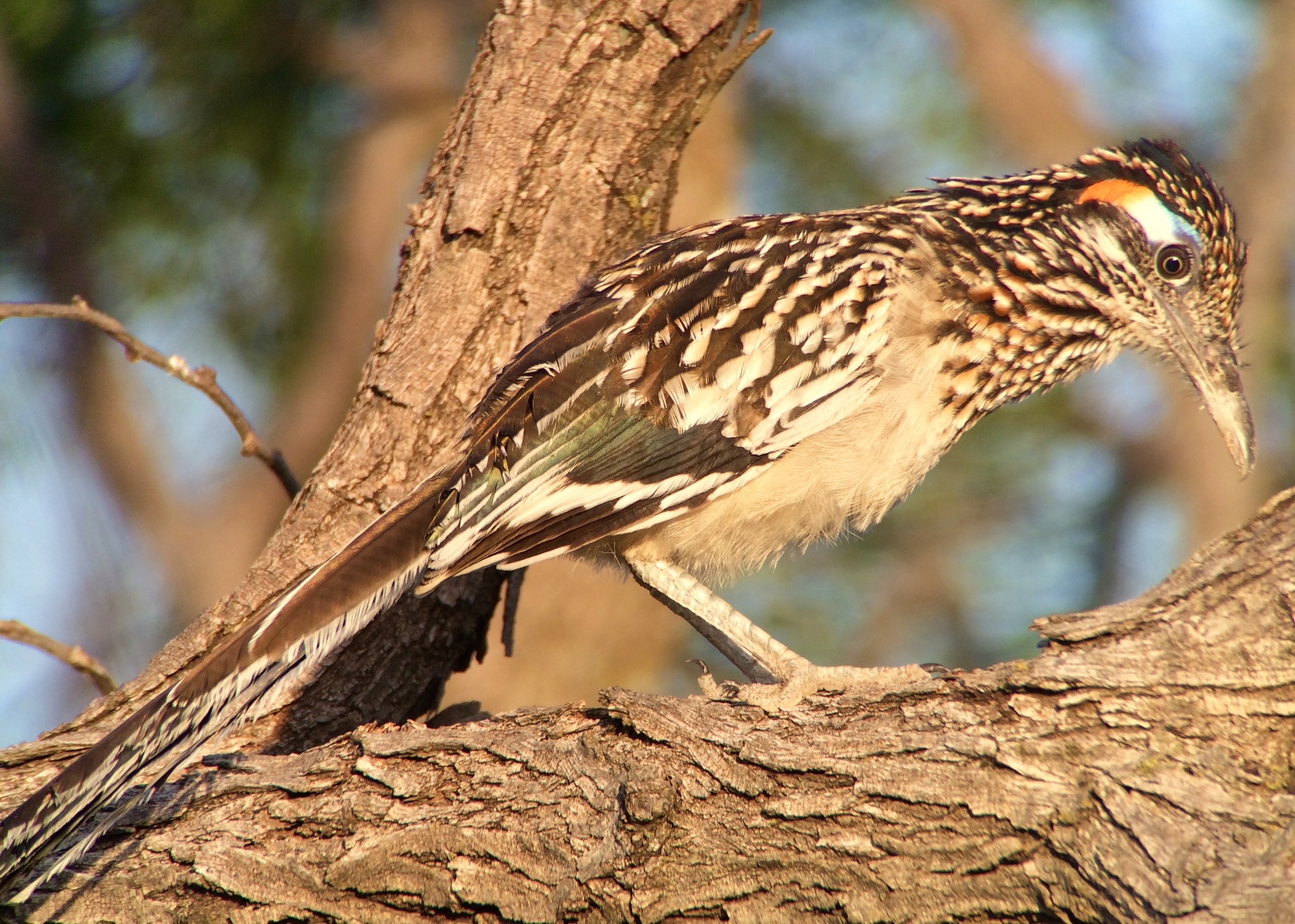 Greater Roaderunners