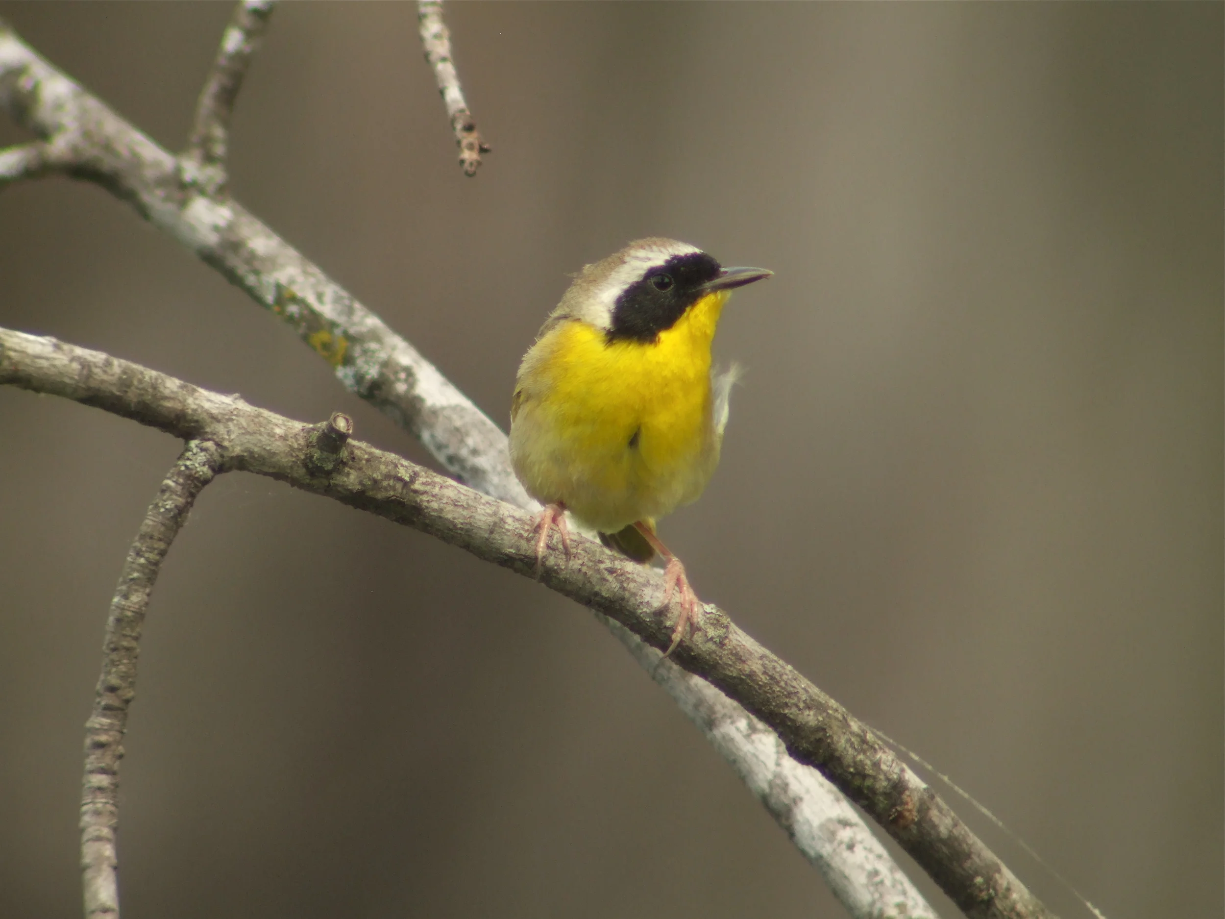 Birdchick Podcast #207 Fallout, Misidentified Birds, Twitter Wars