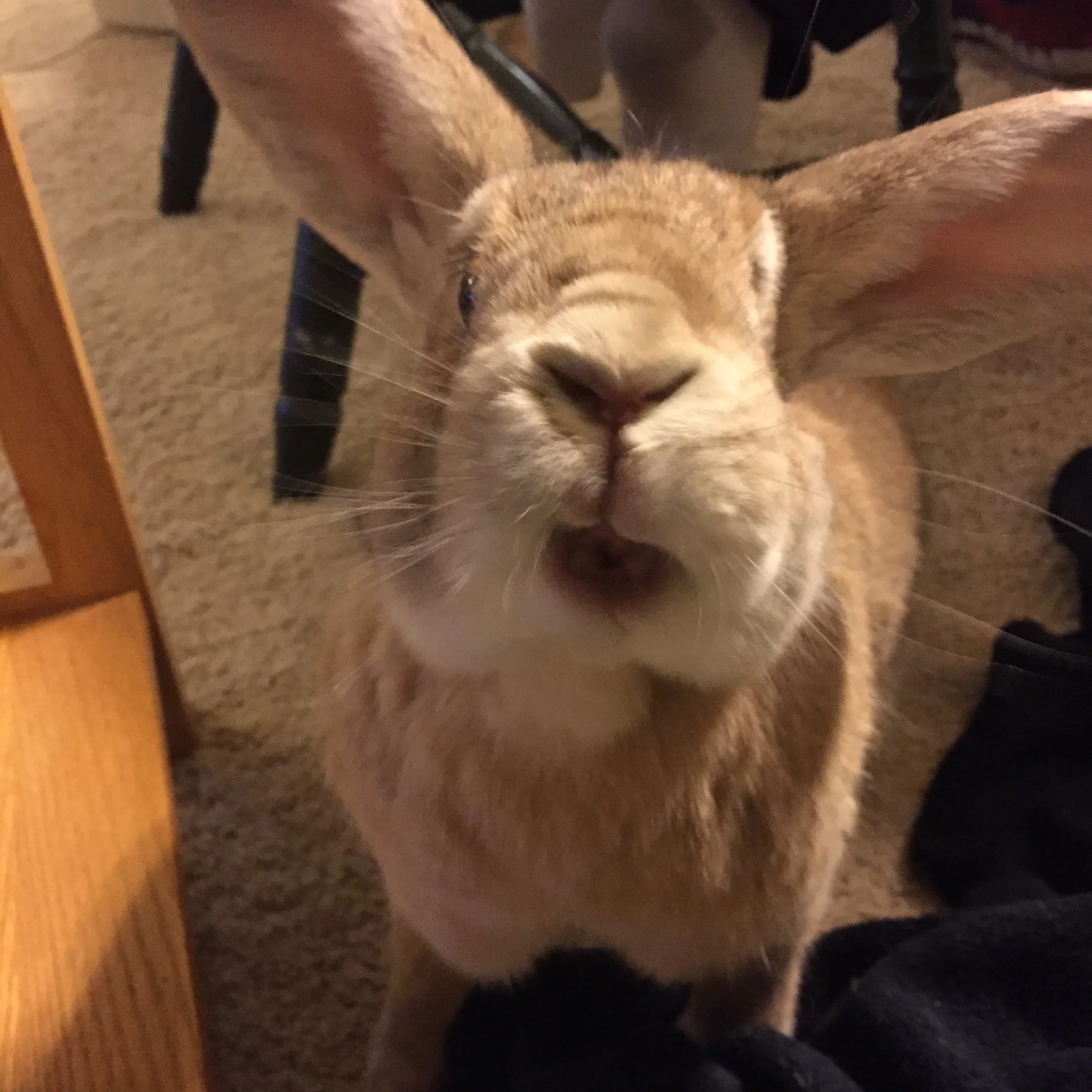 Birdchick Podcast #208: Birders are Creepy and Eagles Eating Cats