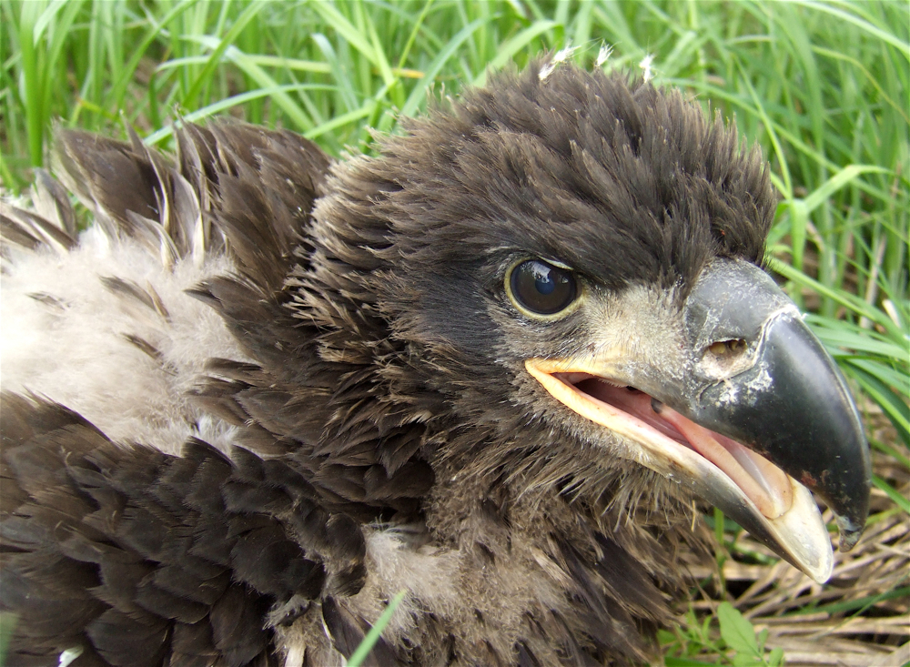 Birdchick POdcast #209 Bird Cams, Digiscoping and Spring