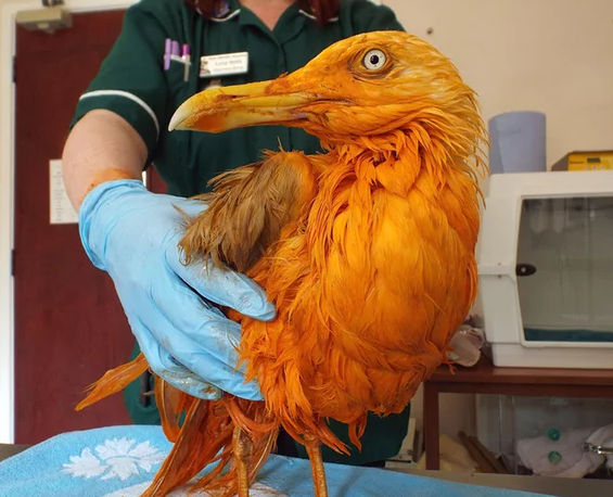 Birdchick Podcast #210 Bird Brains and Philandering Godwits