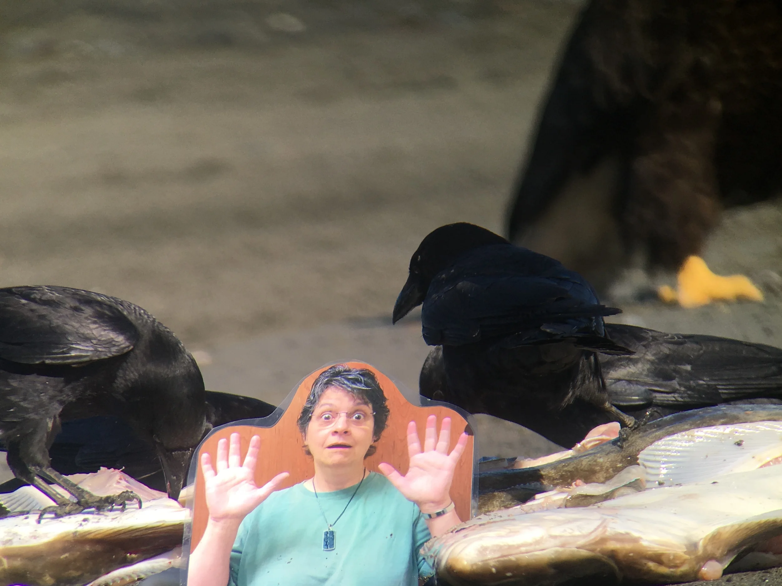 A bald eagle walked behind Flat Michelle and the feasting crows. 