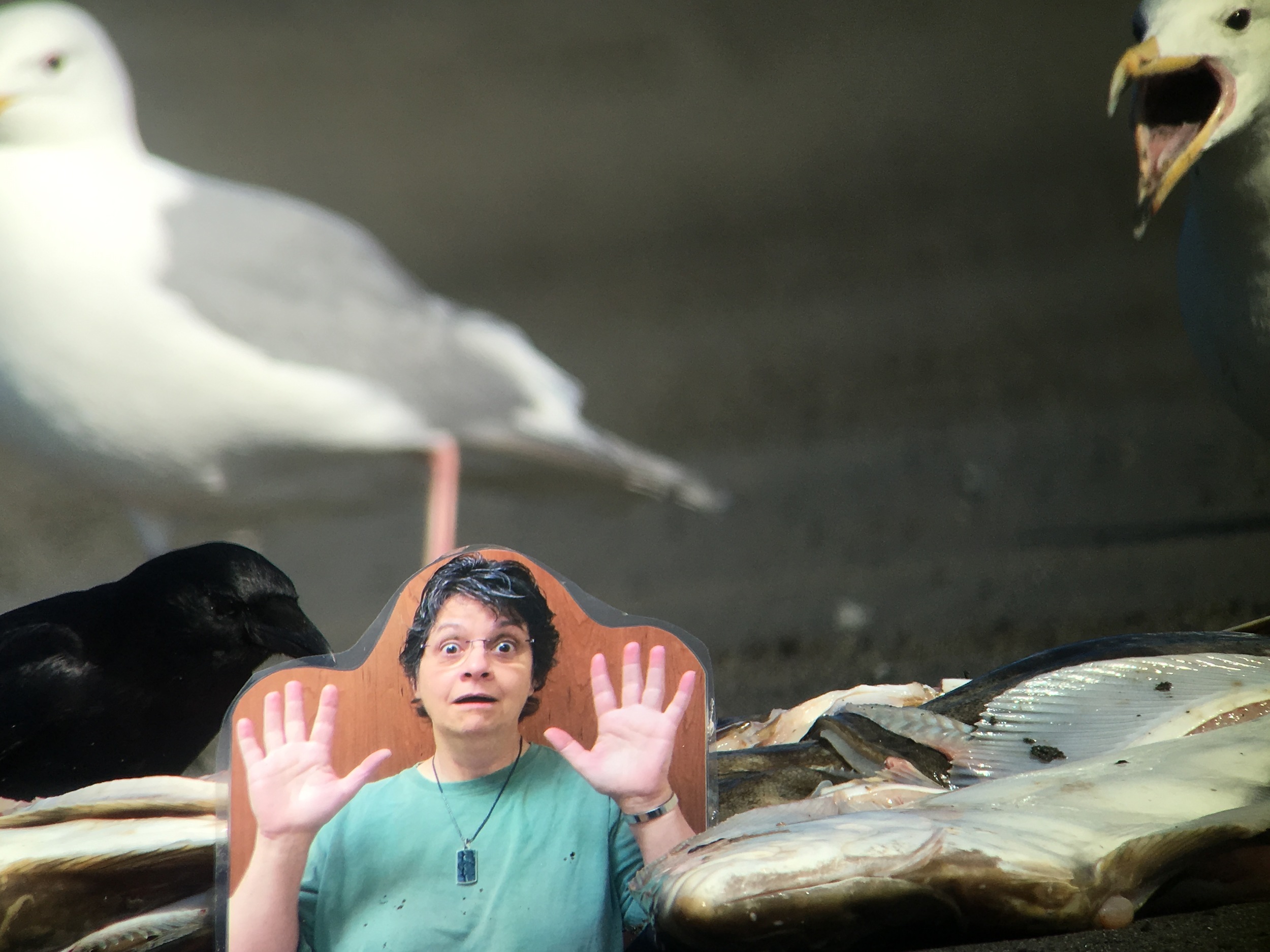 A glaucous-winged gull yells at Flat Michelle while a northwestern crow gets a morsel. 