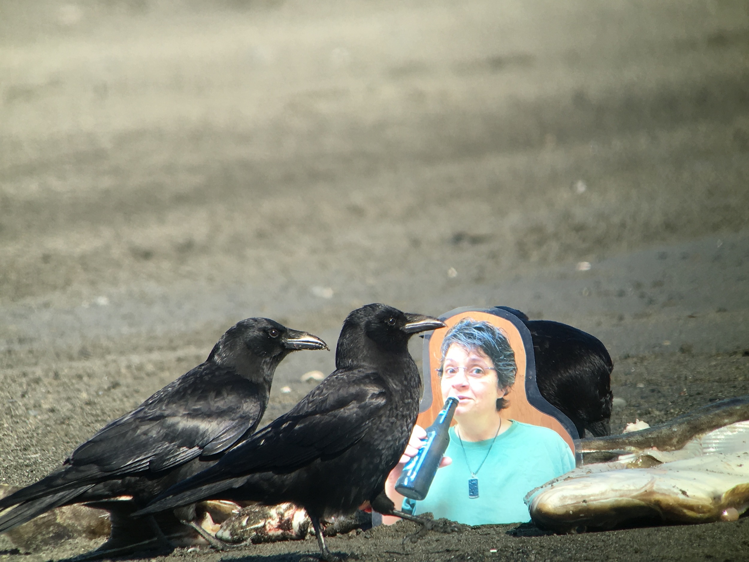 The northwestern crows wasted no time in joining Flat Michelle. 