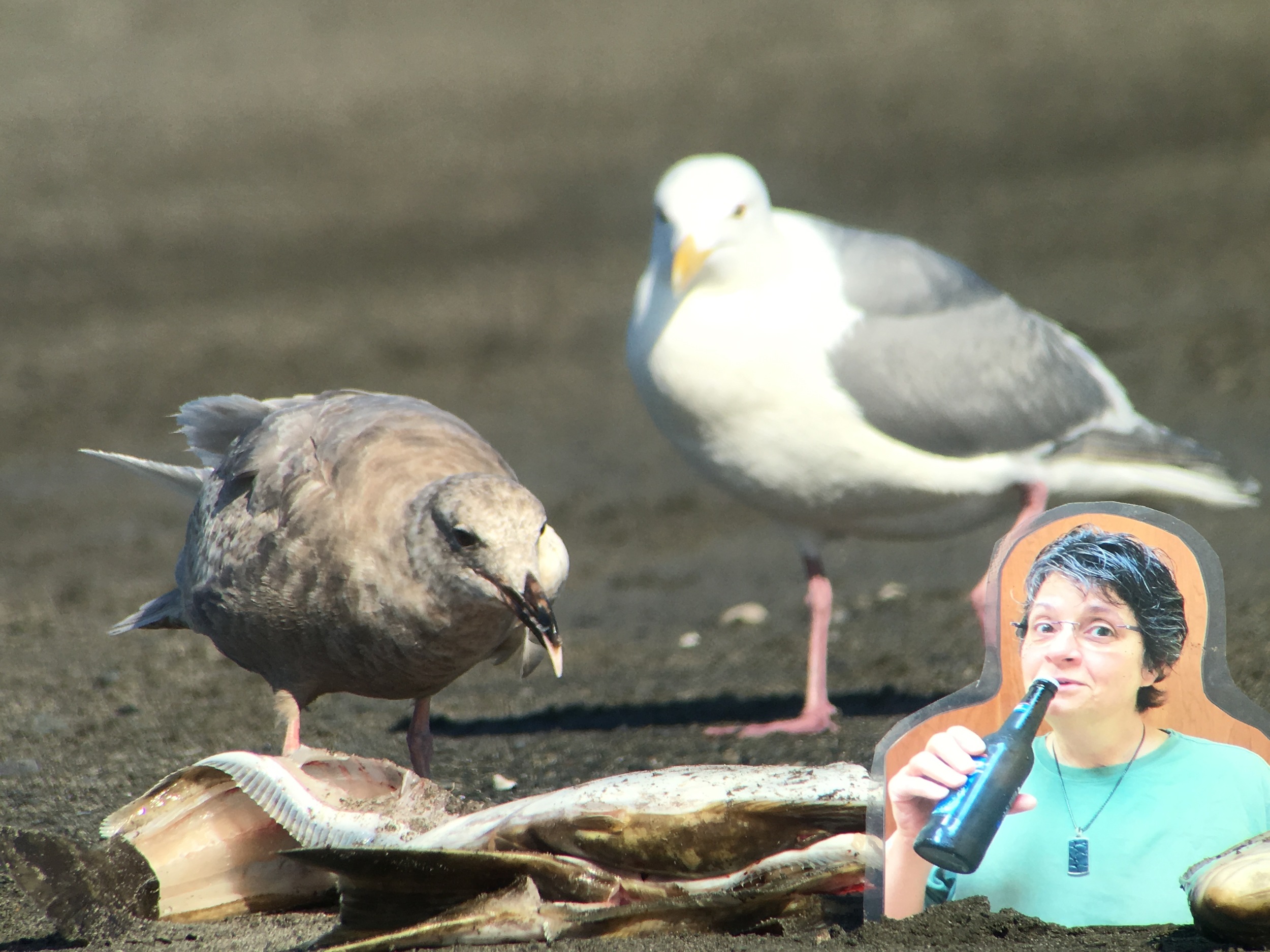 The young glaucous-winged gulls were t he first to come sample the fish. After the adults watched to see that nothing bad happened to the young ones, they moved in. 