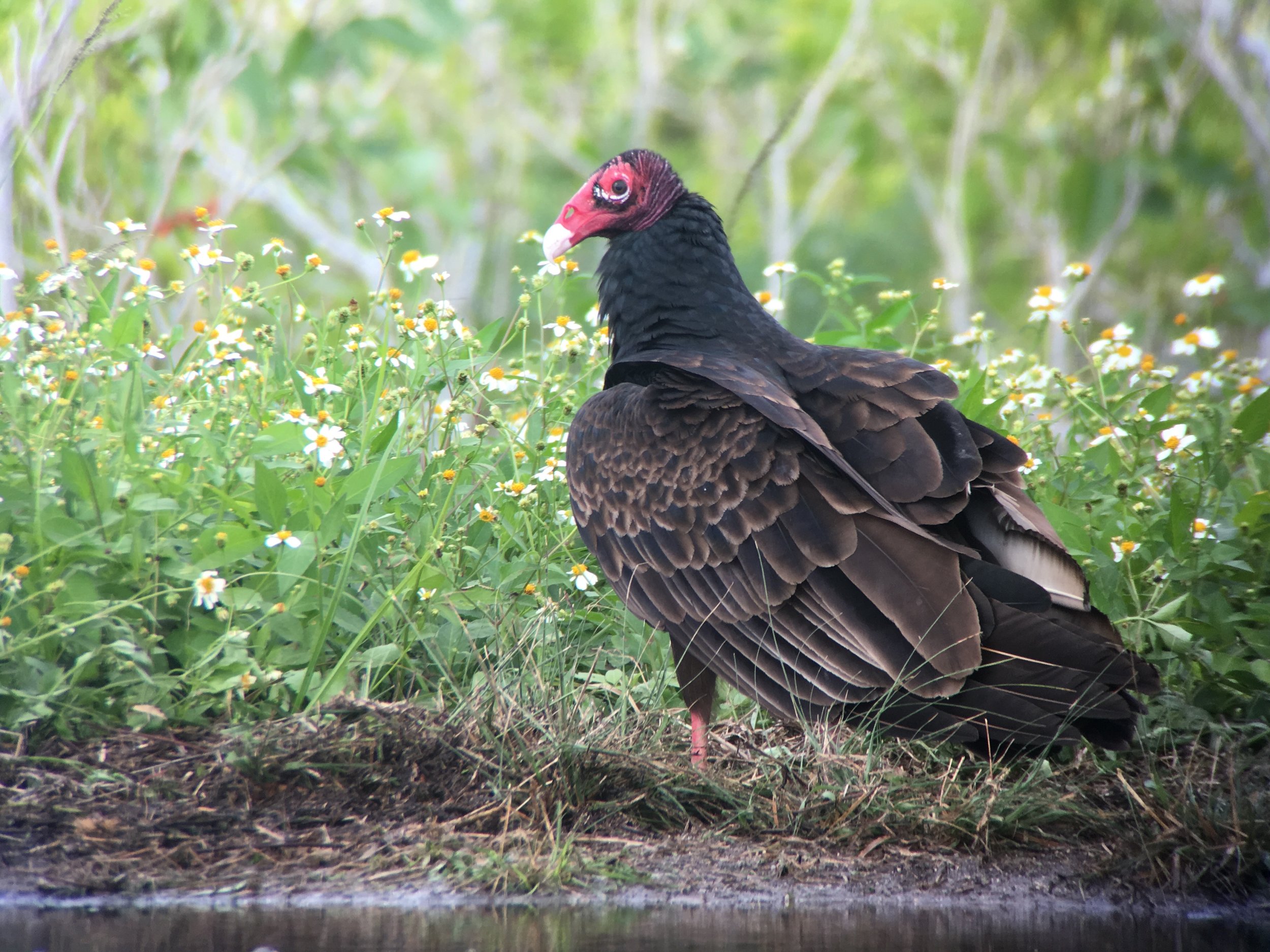 Turkey vulture with daisies, they practically pose for you at Everglades. 