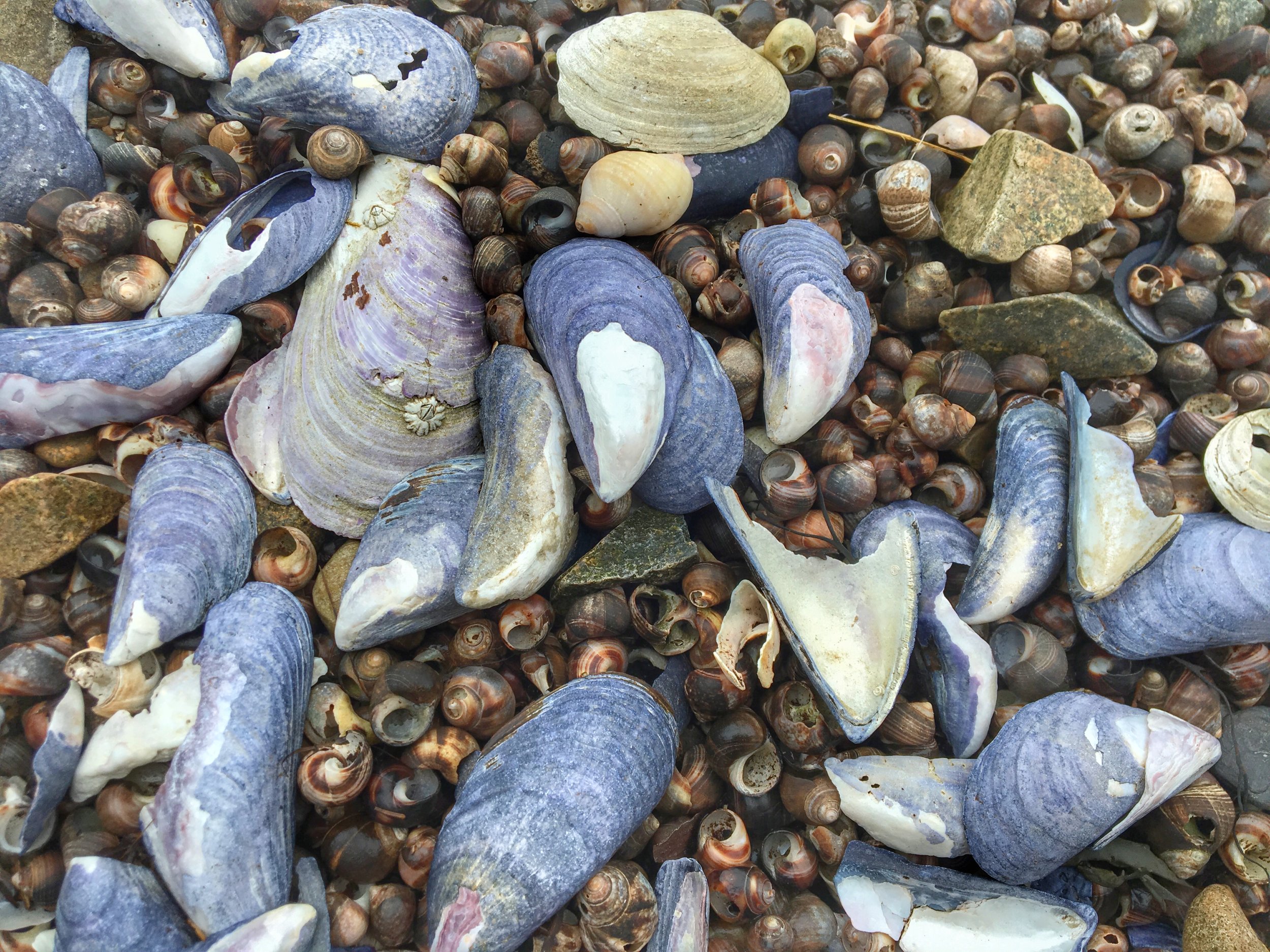 The Ultimate Goshawk Experience In Maine