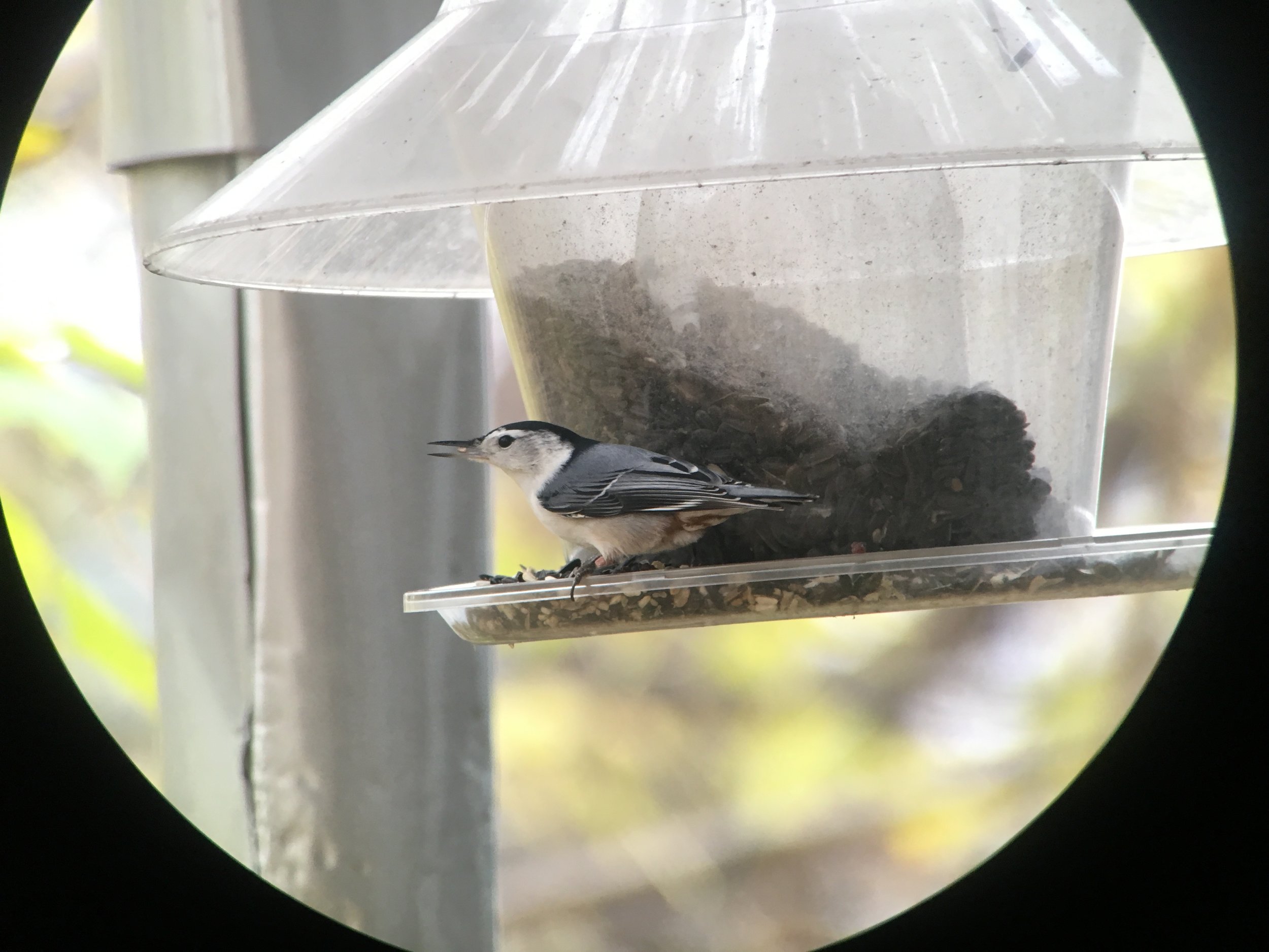 White-breasted nuthatch taken with iPhone 6s and Swarovski spotting scope.