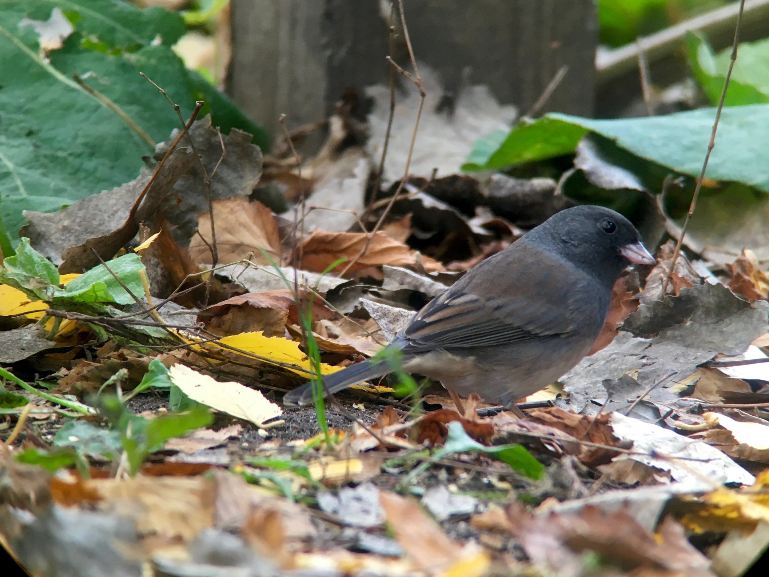 Dark-eyed junco taken with iPhone 6s, Swarovski spotting scope and PhoneSkope adapter. Minor zoom with the scope, you can see a tad bit of vignetting in the lower corners of the photo. 