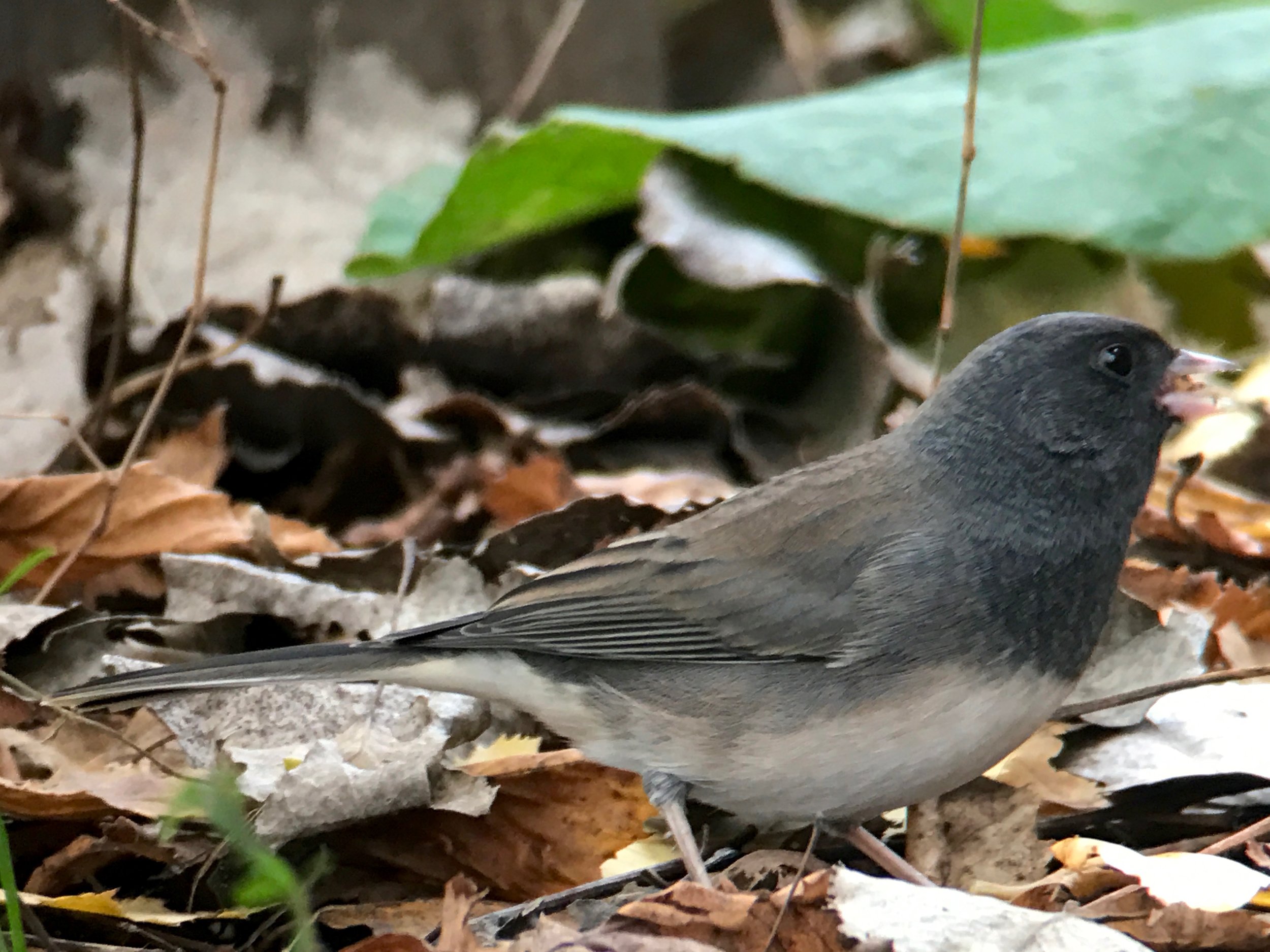 Same junco with the iPhone 7 plus with 2x telephoto, handheld up to a Swarovski spotting scope. No cropping.