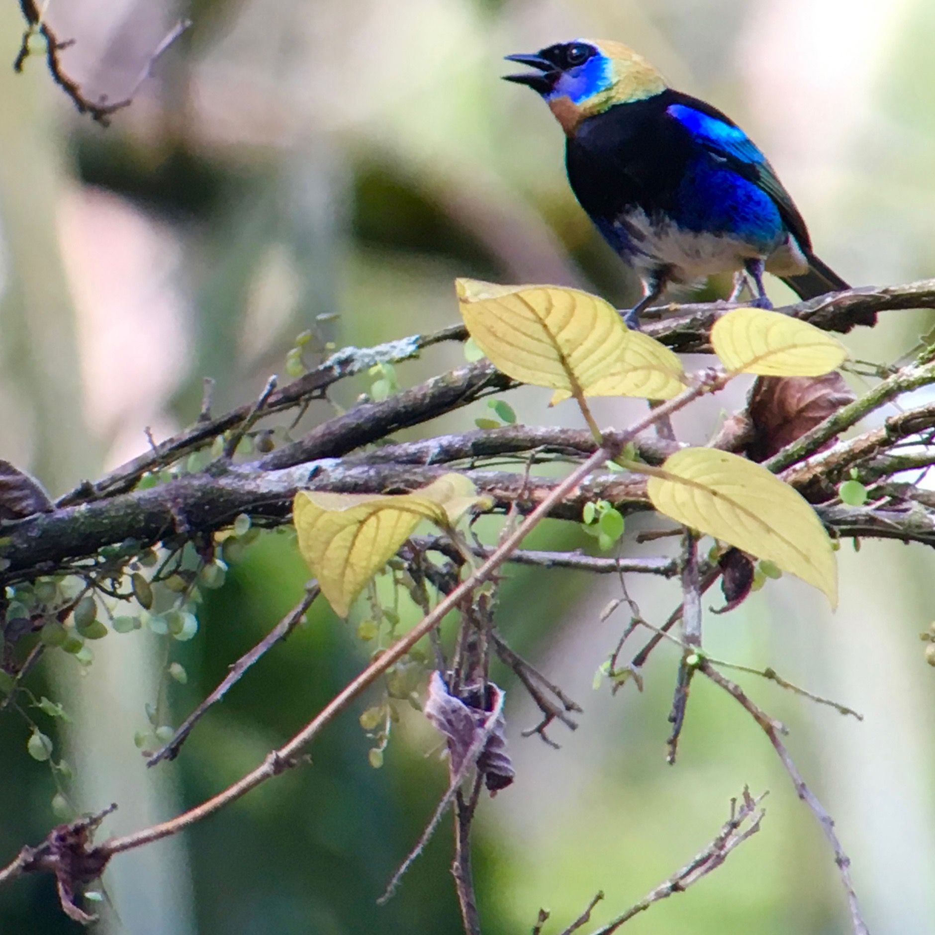 The fabulous golden-hooded tanager seen as soon as we were in the parking lot at Rio Santiago. 