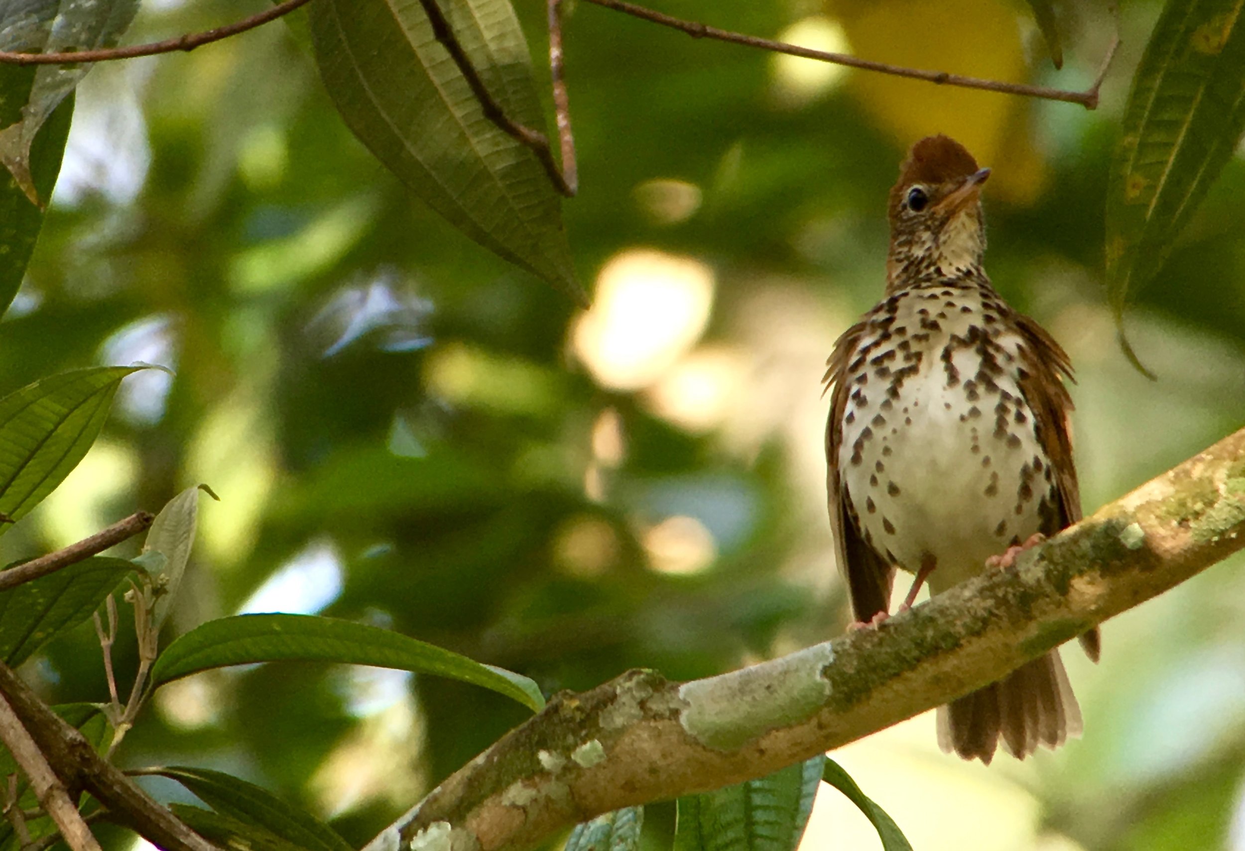 Always fun to see birds like this wood thrush that spend the summer with us in the United States wintering in Central America.