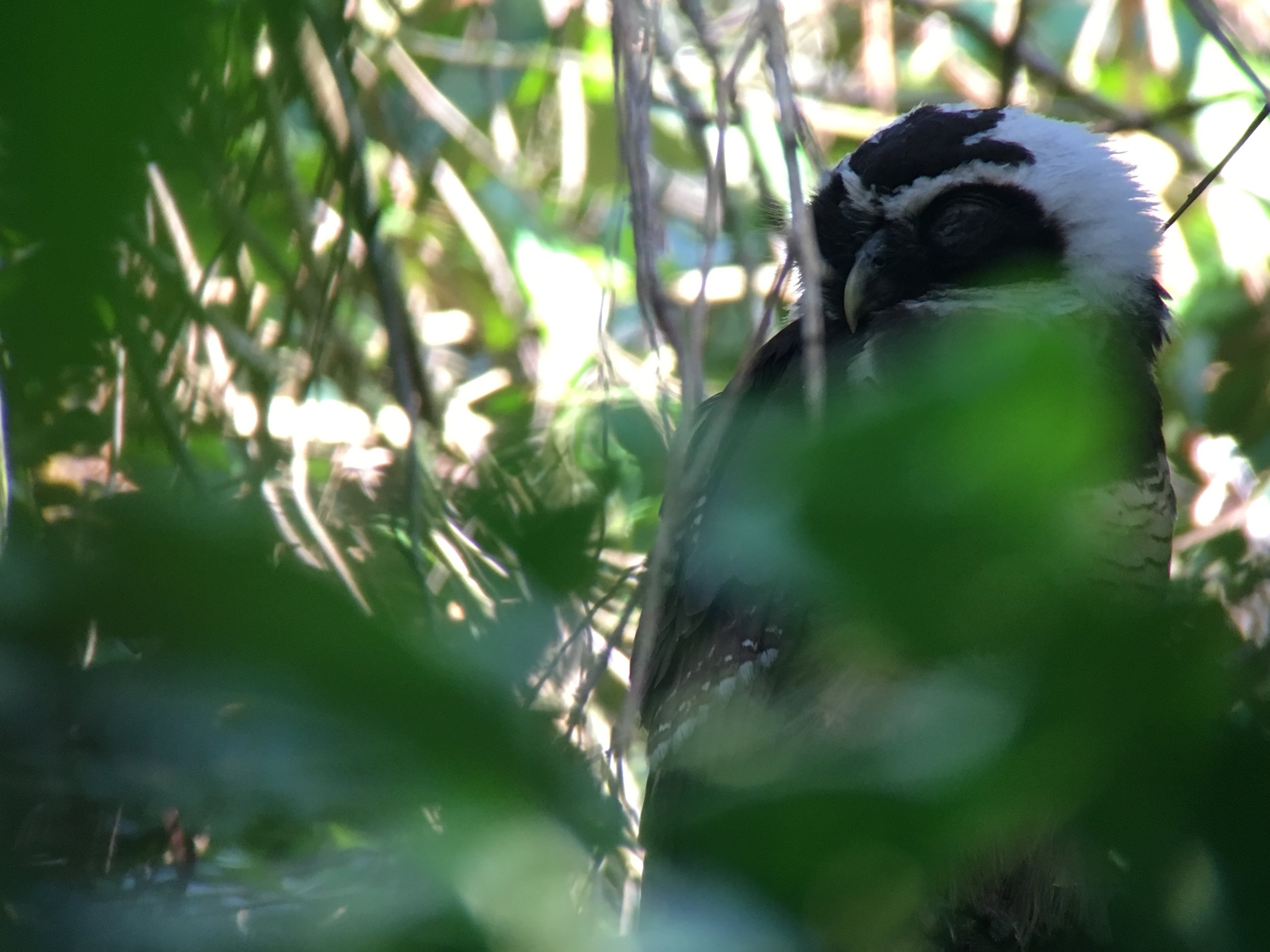 This was the bird Elmer was hoping to show us--a young spectacled owl. This bird was already out on it's own but still had some downy feathers around its face. 