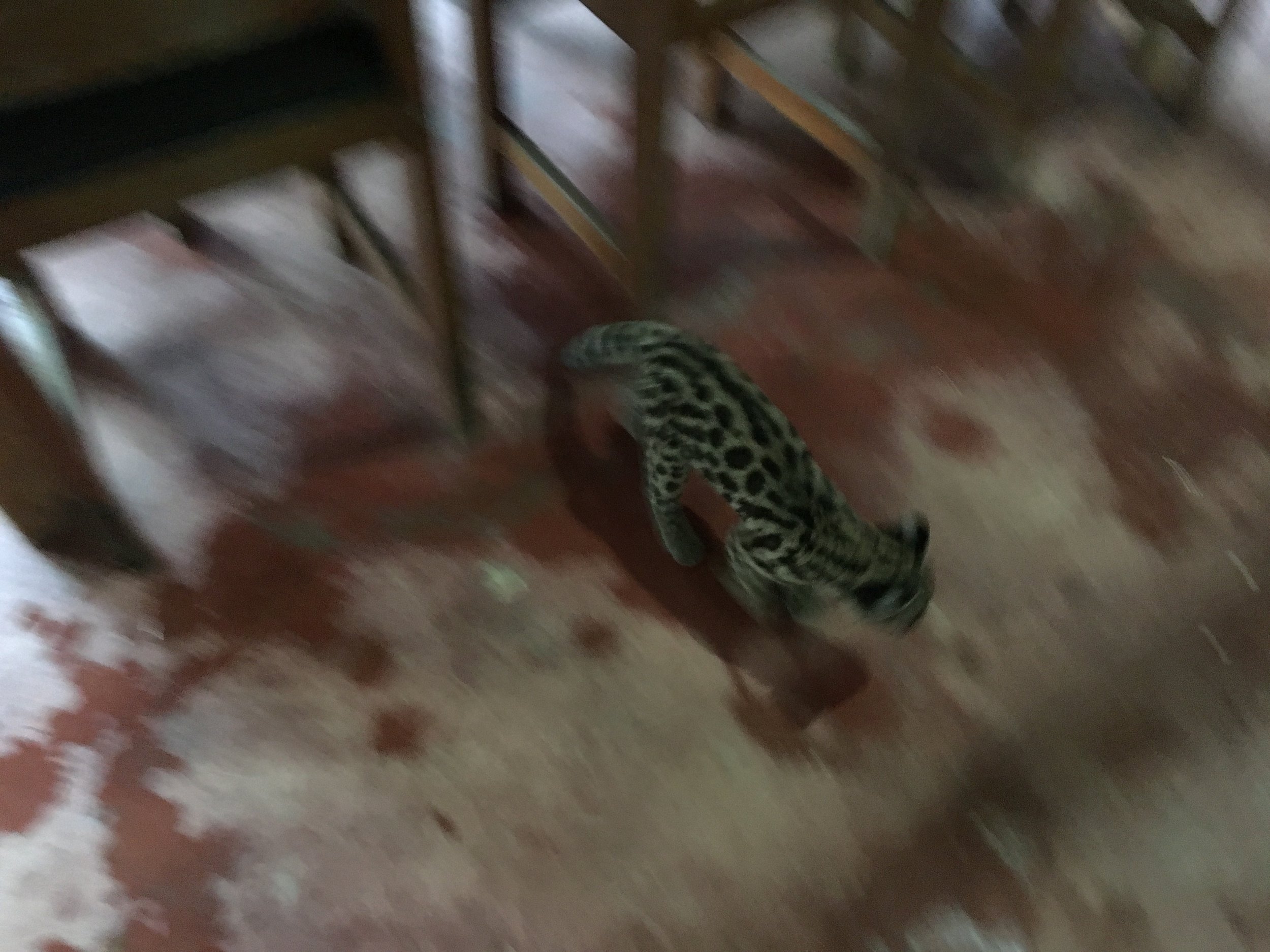 You read that correctly, a baby ocelot walked into the hummingbird bar. 