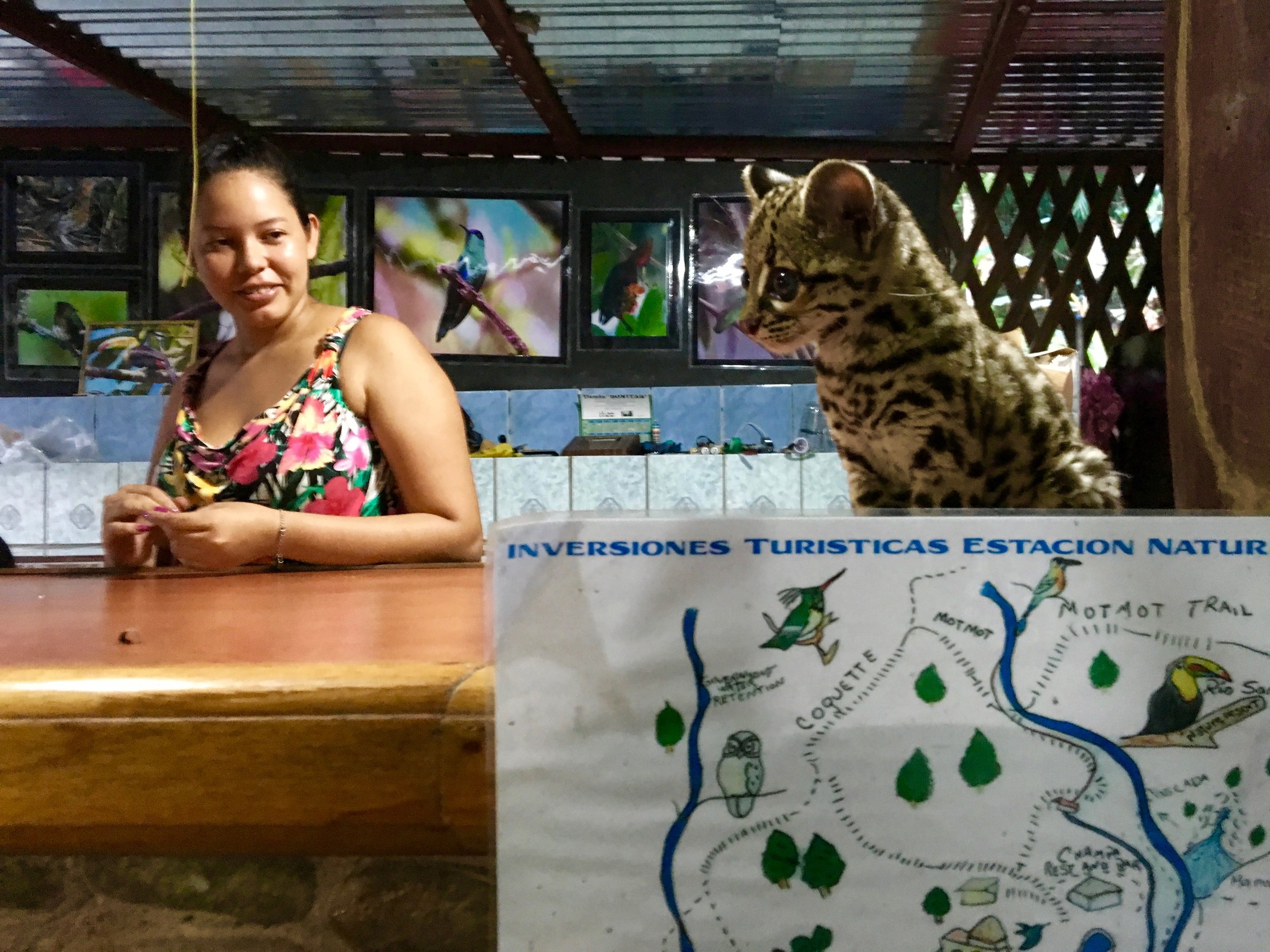 The young ocelot eventually made it over to the bar. 