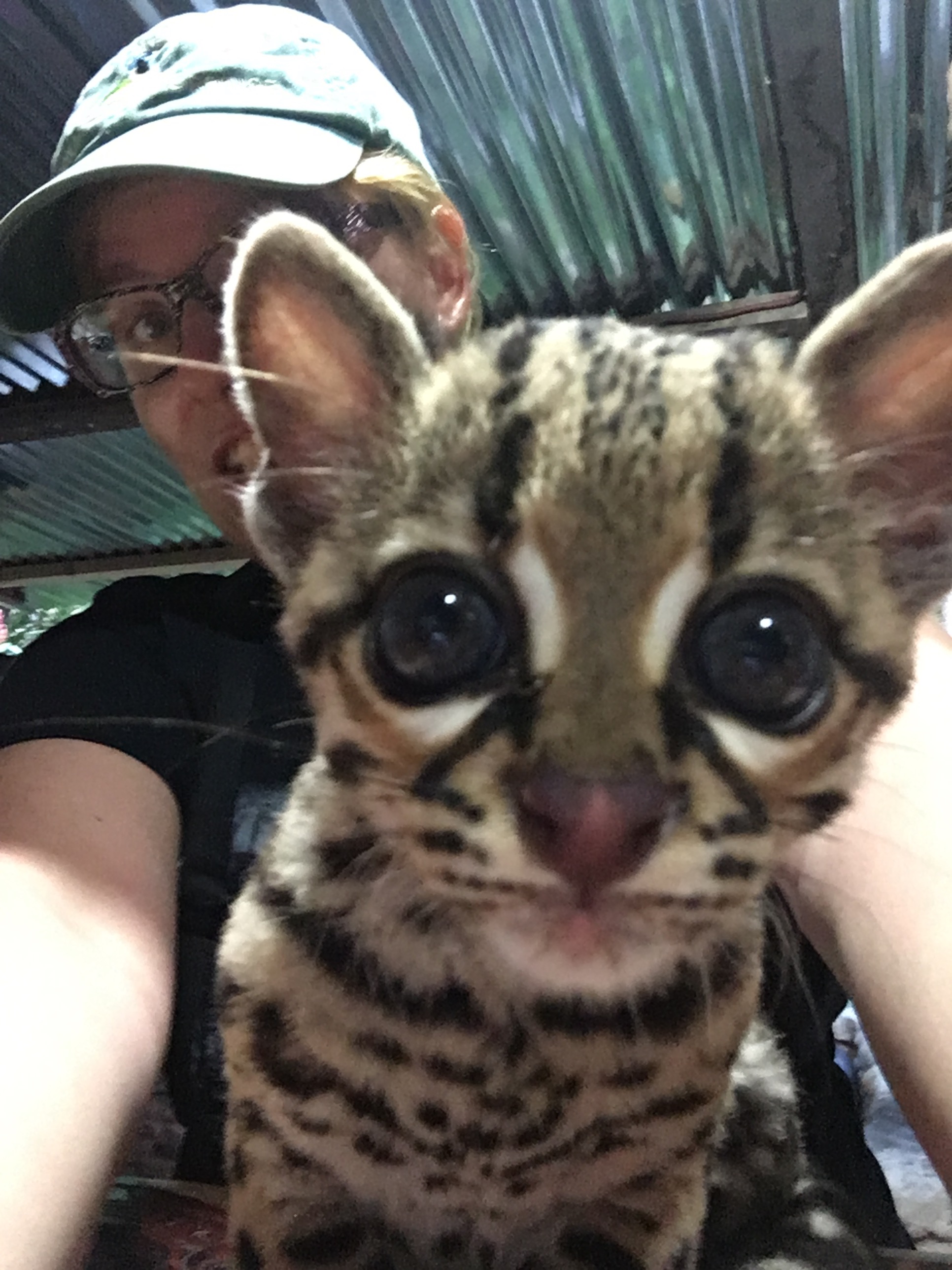 Right after this was taken, the young ocelot noticed its own face in the front screen of my phone. It pressed its ears back, gave a tiny growl and wanted nothing to do with me after that. Smart cat.