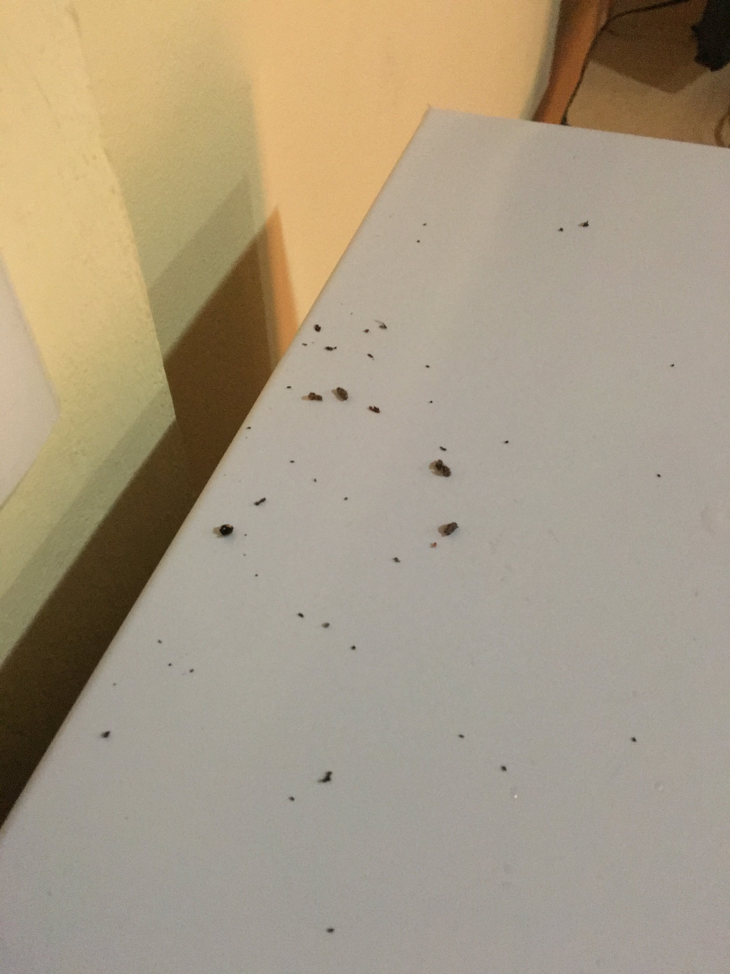 Hmmmm, evidence that I had a roommate or two sharing my bungalow. 