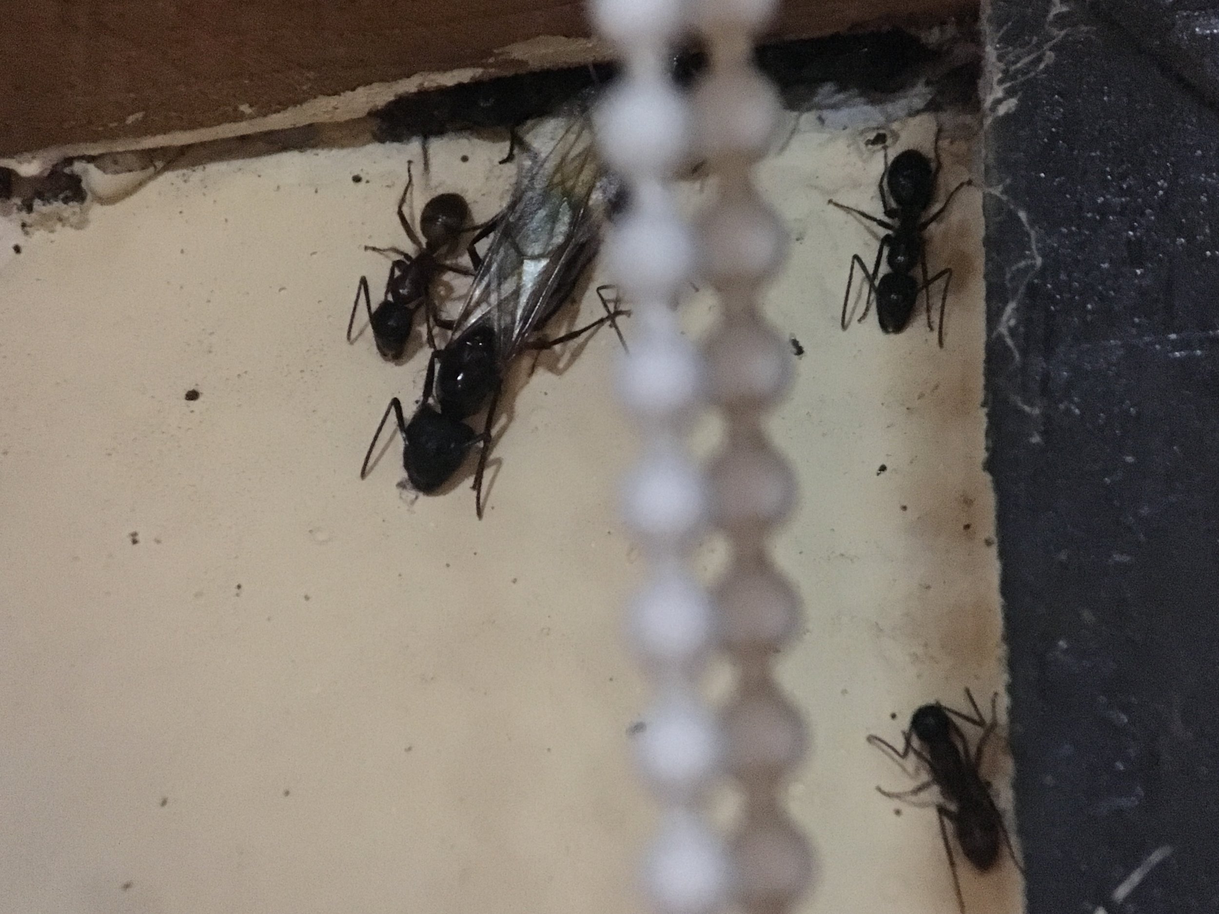 FYI the Spanish for ant is hormigas!