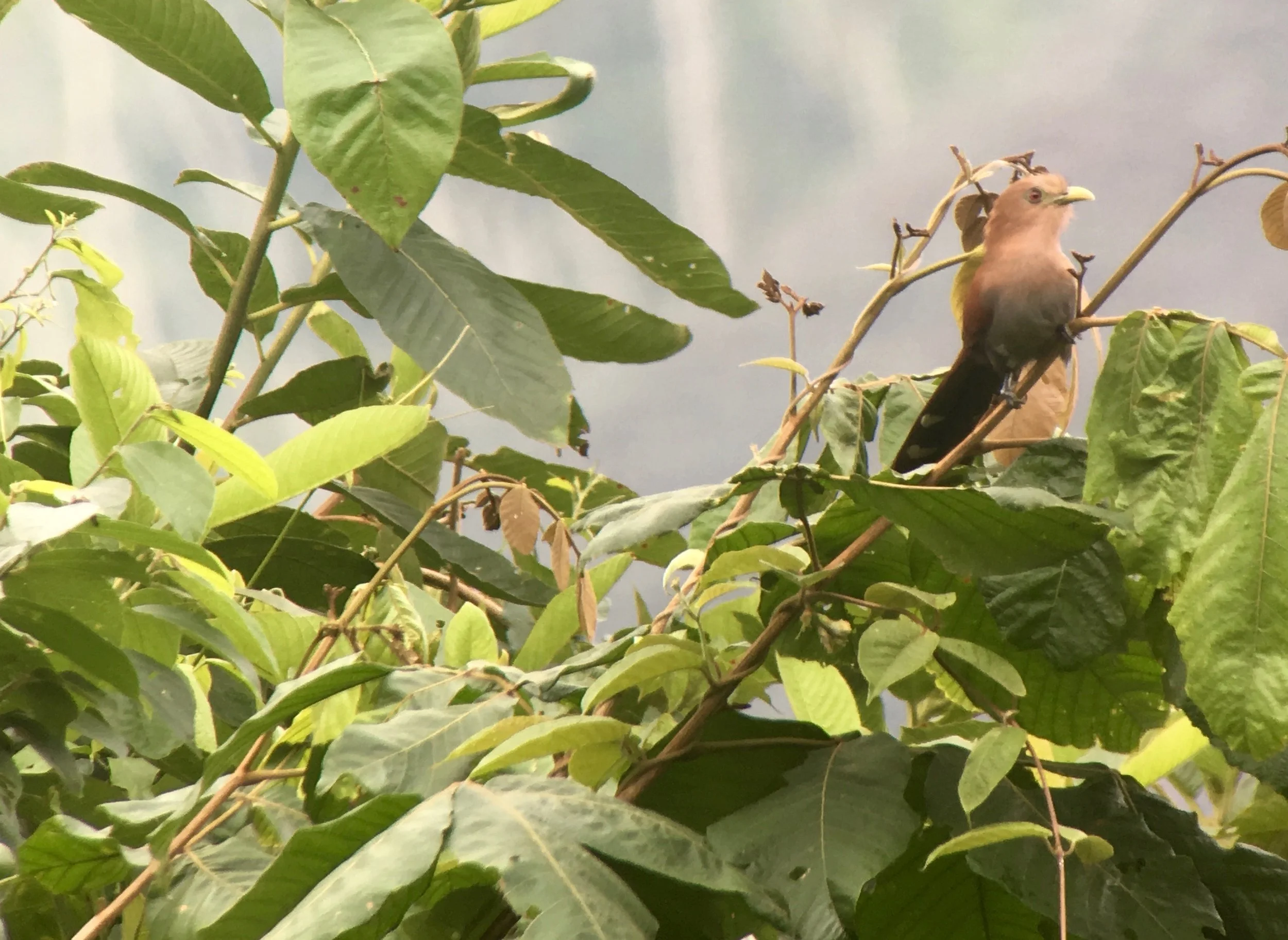 Squirrel cuckoo on the grounds of Panacam Lodge