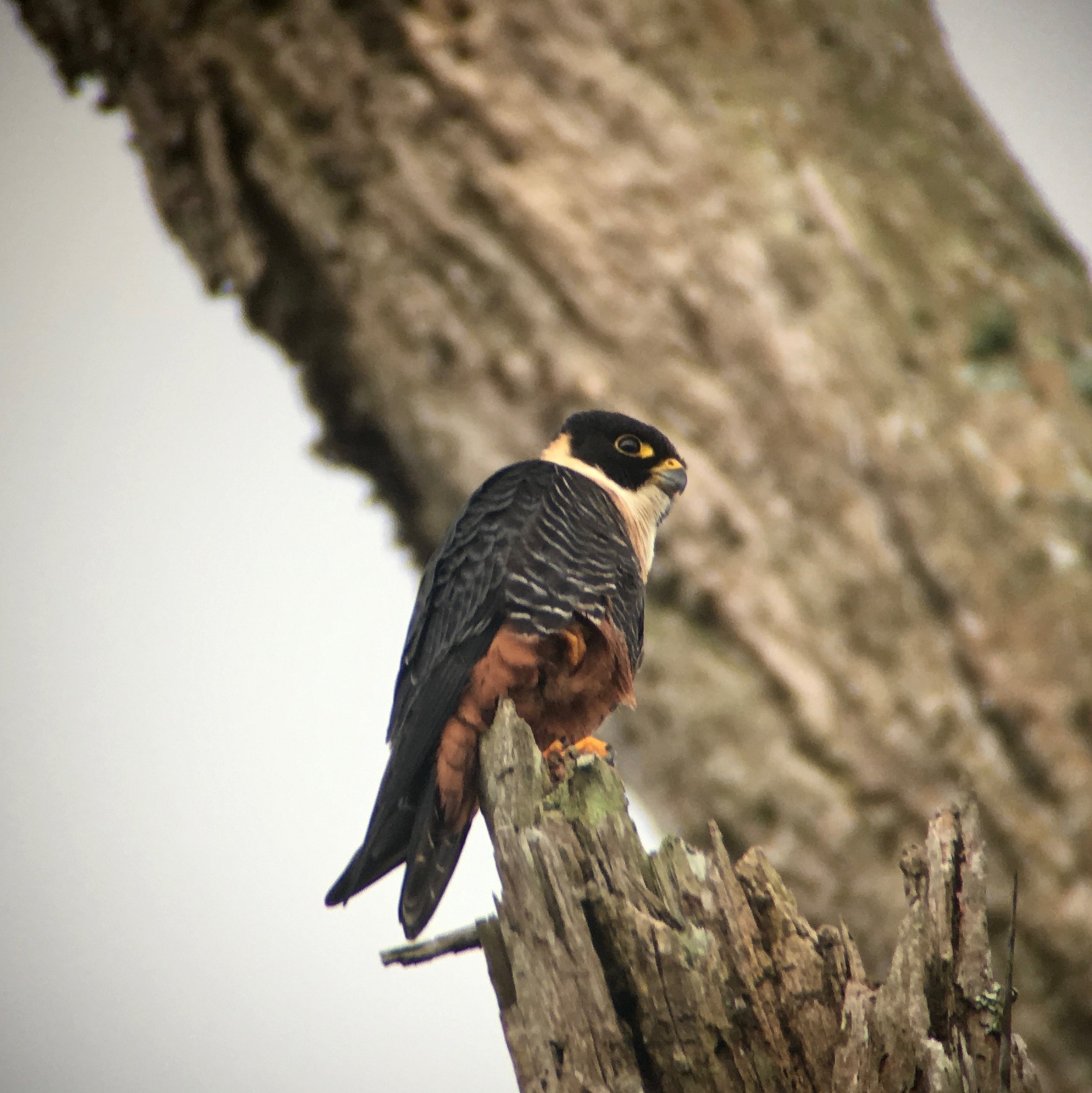 The adorable bat falcon. 