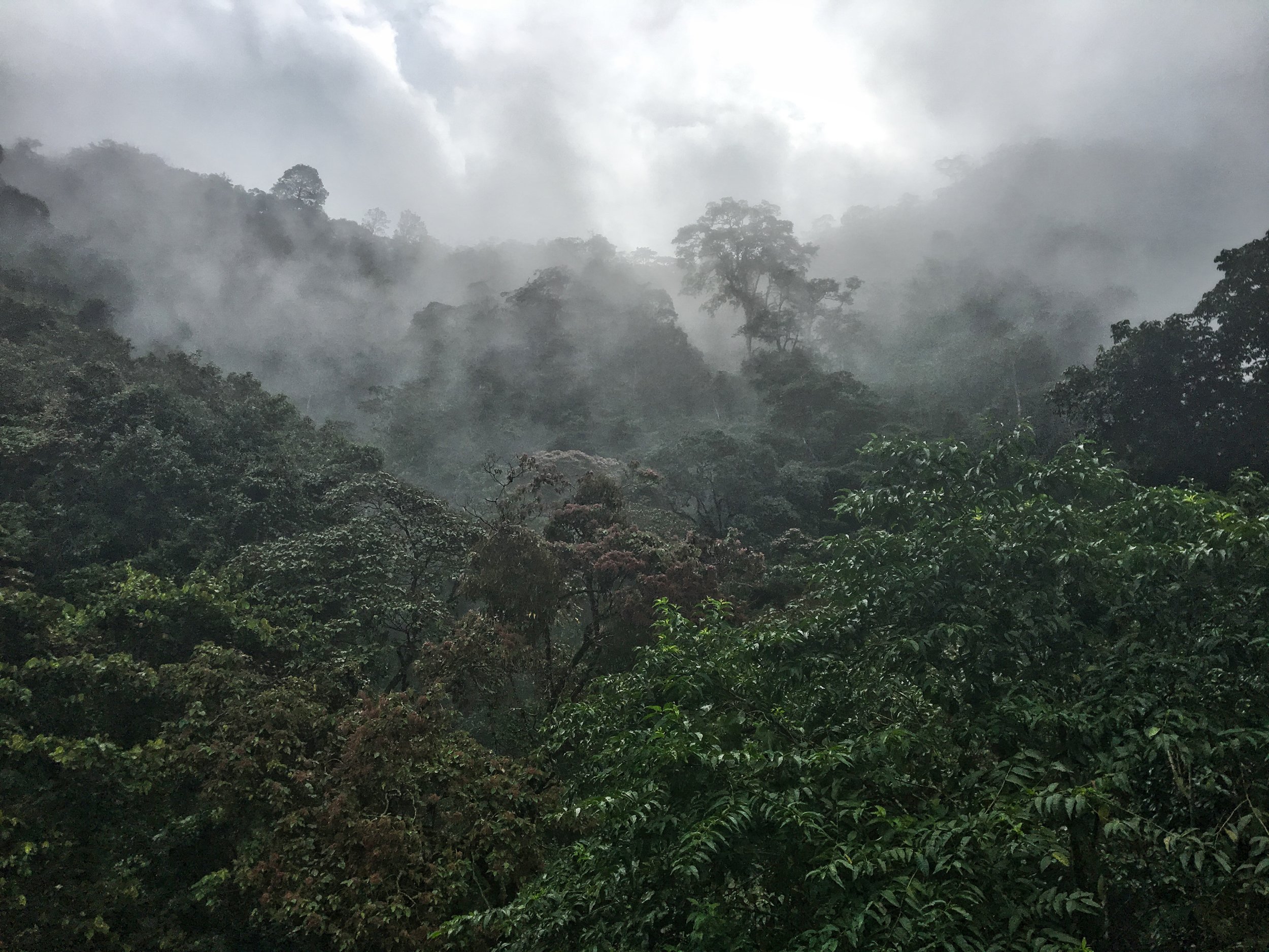 The view from the top of the Panacam Lodge tower. 