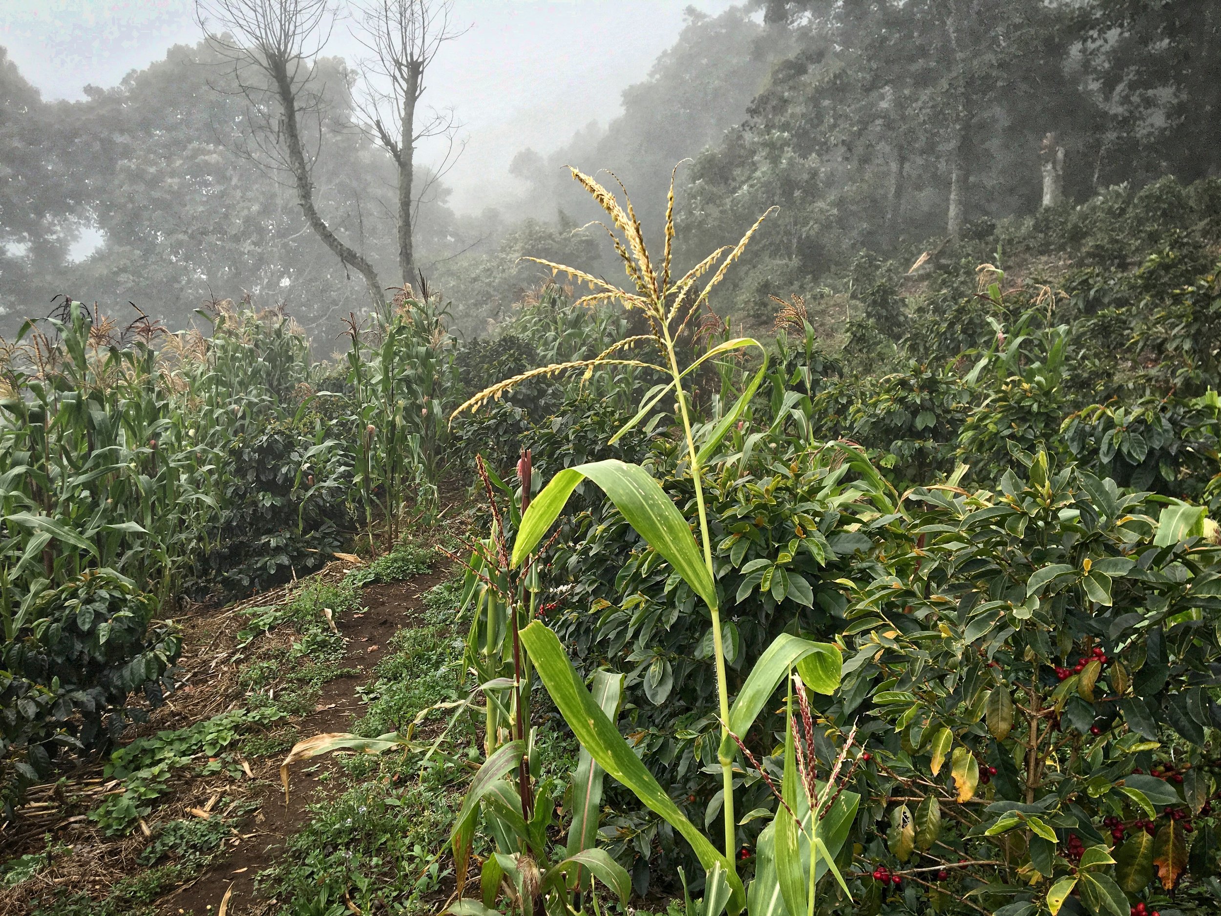 Coffee and corn grow side by side on the Santa Barbara Mountain. I'm sure the corn kind of makes it shade-grown coffee, right?