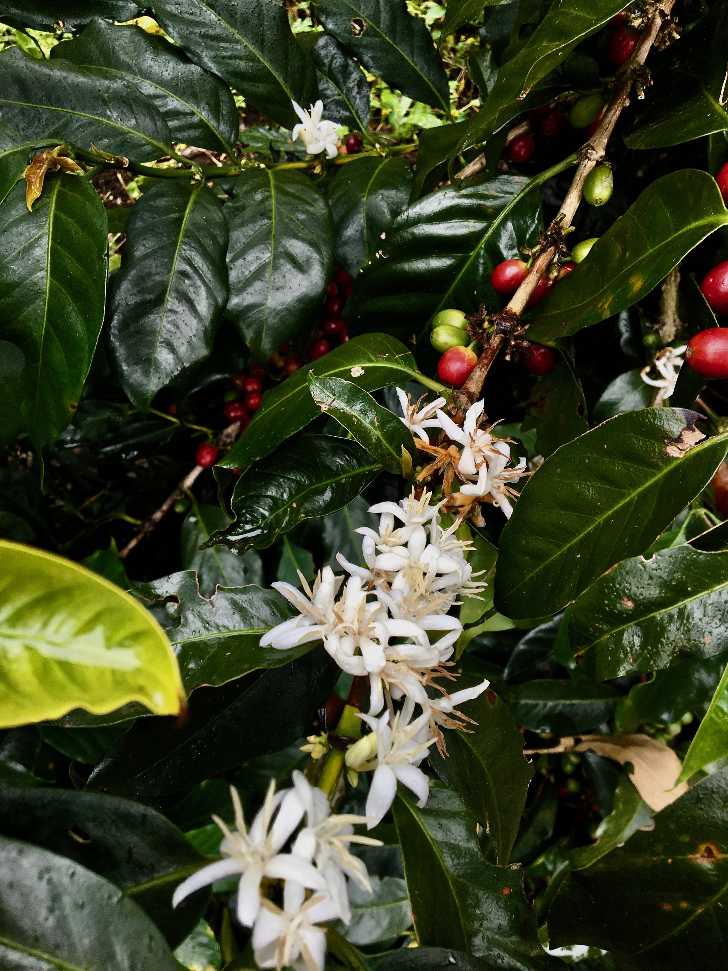 Coffee flowers and beans up close. 