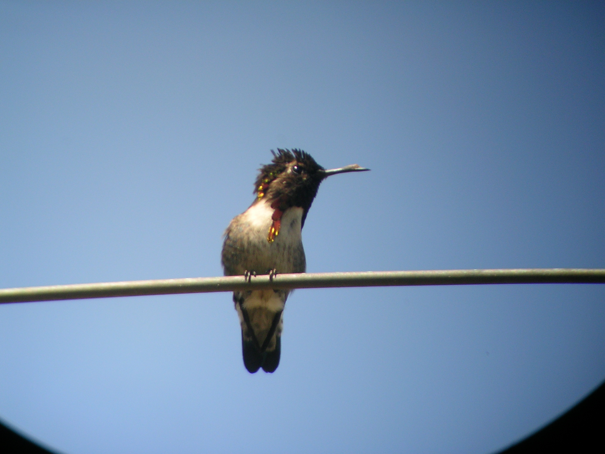 Bee hummingbird. Photo by Debbie Sturdivant.