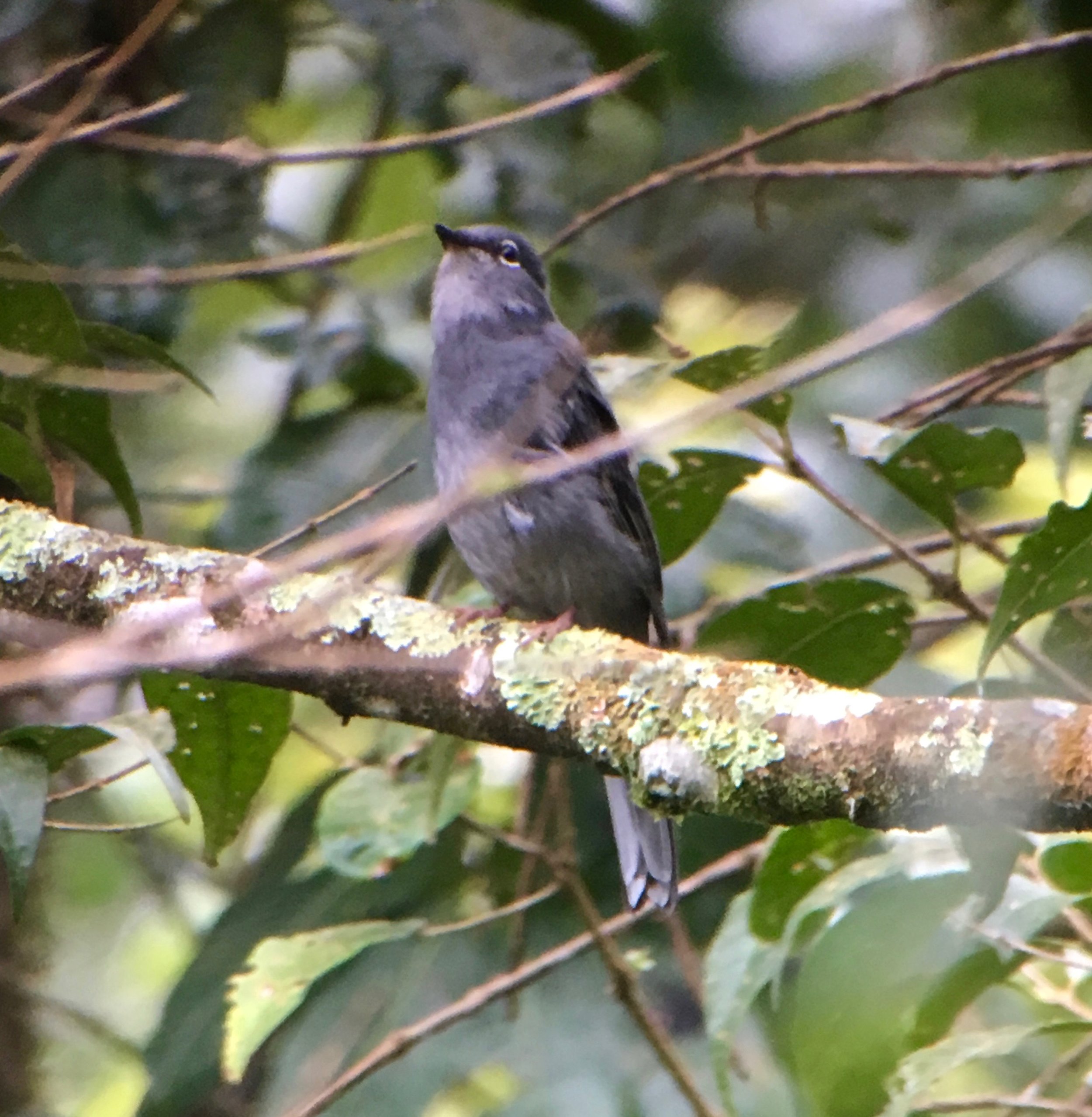 A slate colored solitaire. What they lack in color, they more than make up for in song. Check out some of their songs over at Xeno-Canto .