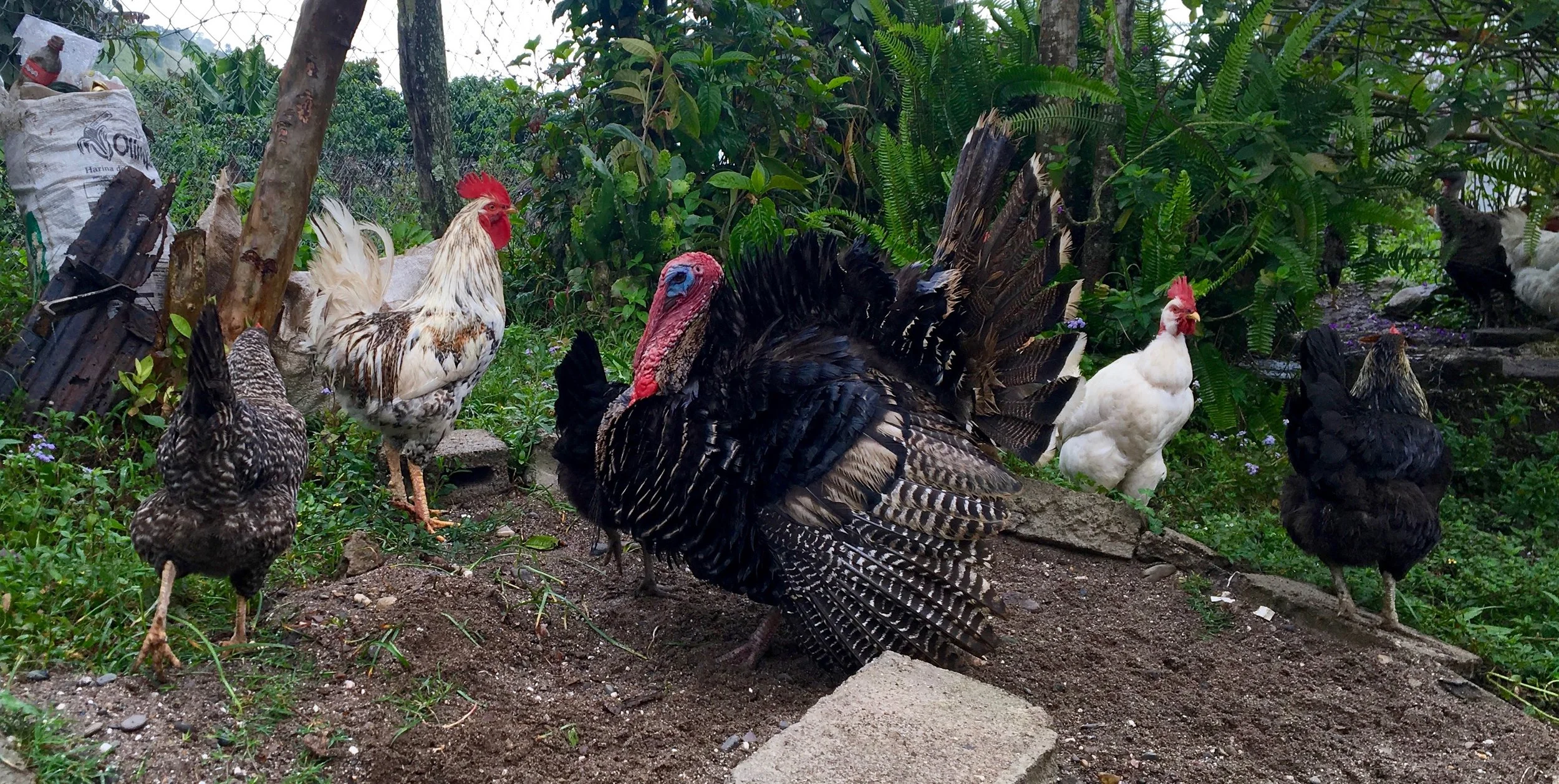 The poultry posse in our guides backyard. These critters looked fairly robust. Most of the livestock around Honduras is much thinner than their United States counterparts. 