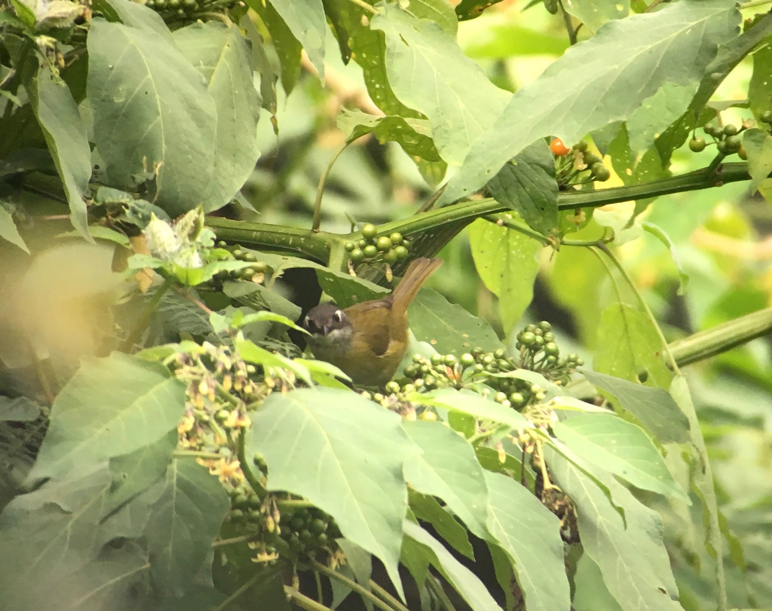 Craptastic picture of a bird with a glorious name: common chlorospingus. 