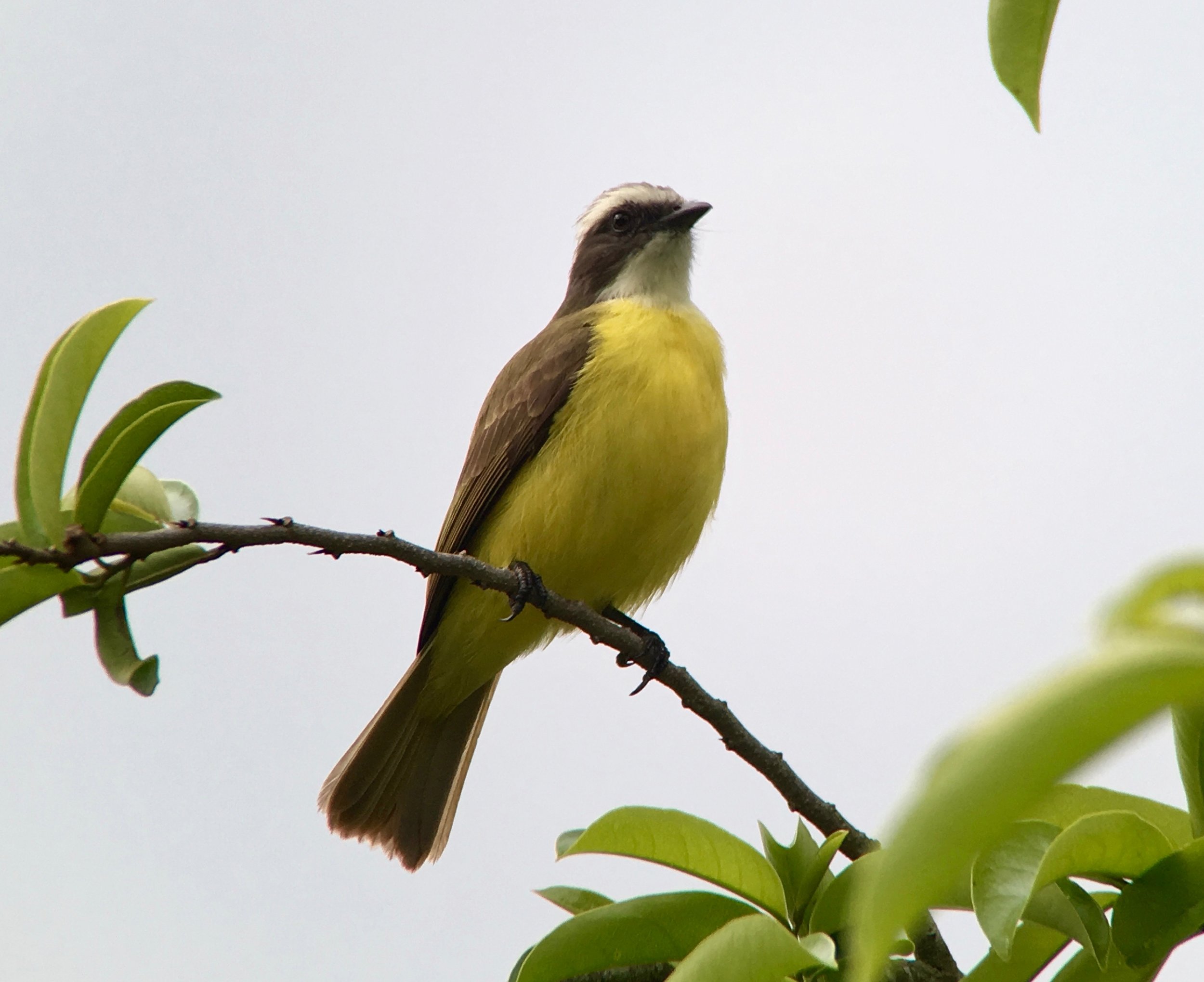 The social flycatcher is a daintier version of the great kiskadee you can see in south Texas. 