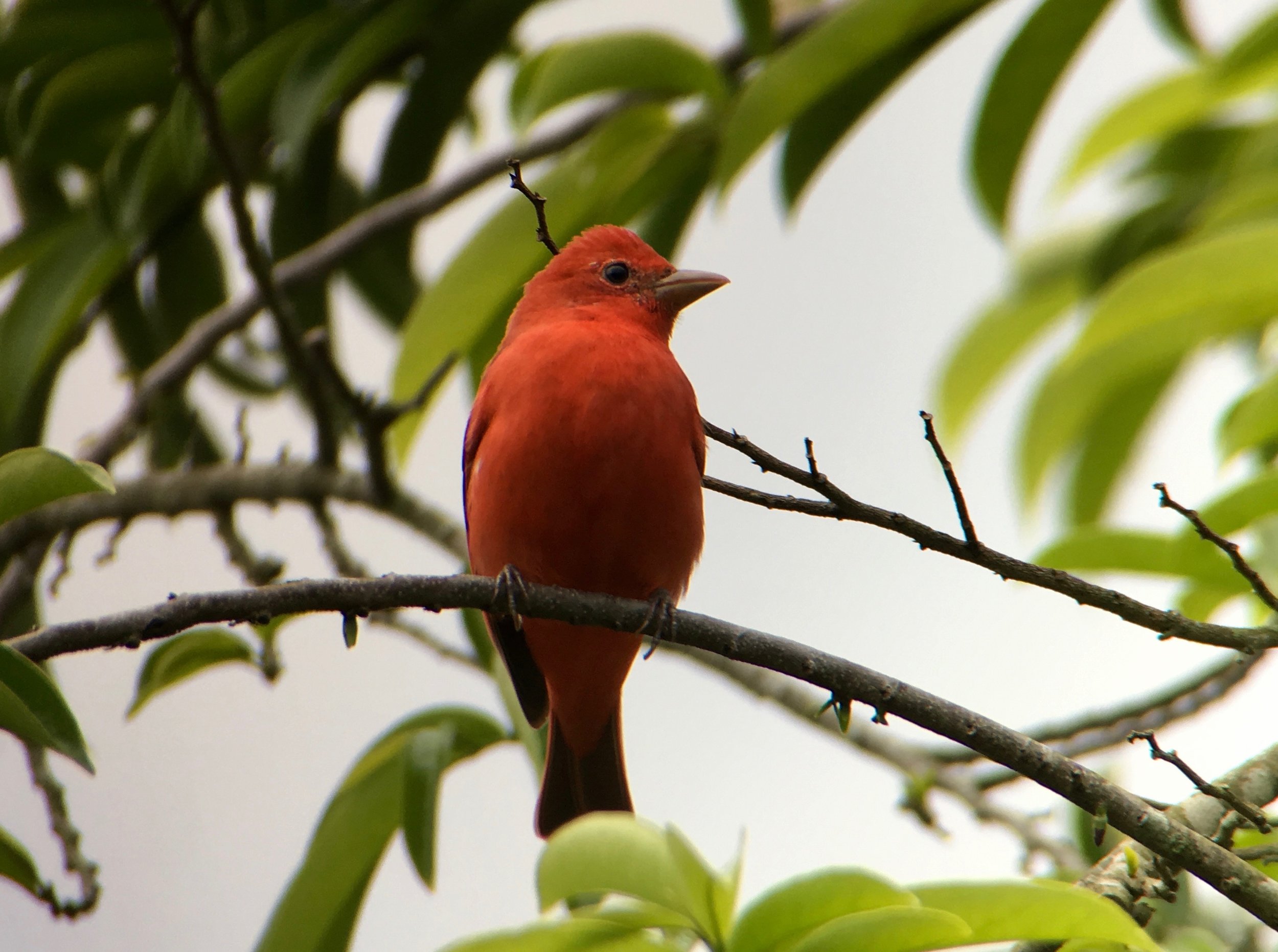 A summer tanager. Since it was early March when this was taken, it would be in the US in just over a month. 
