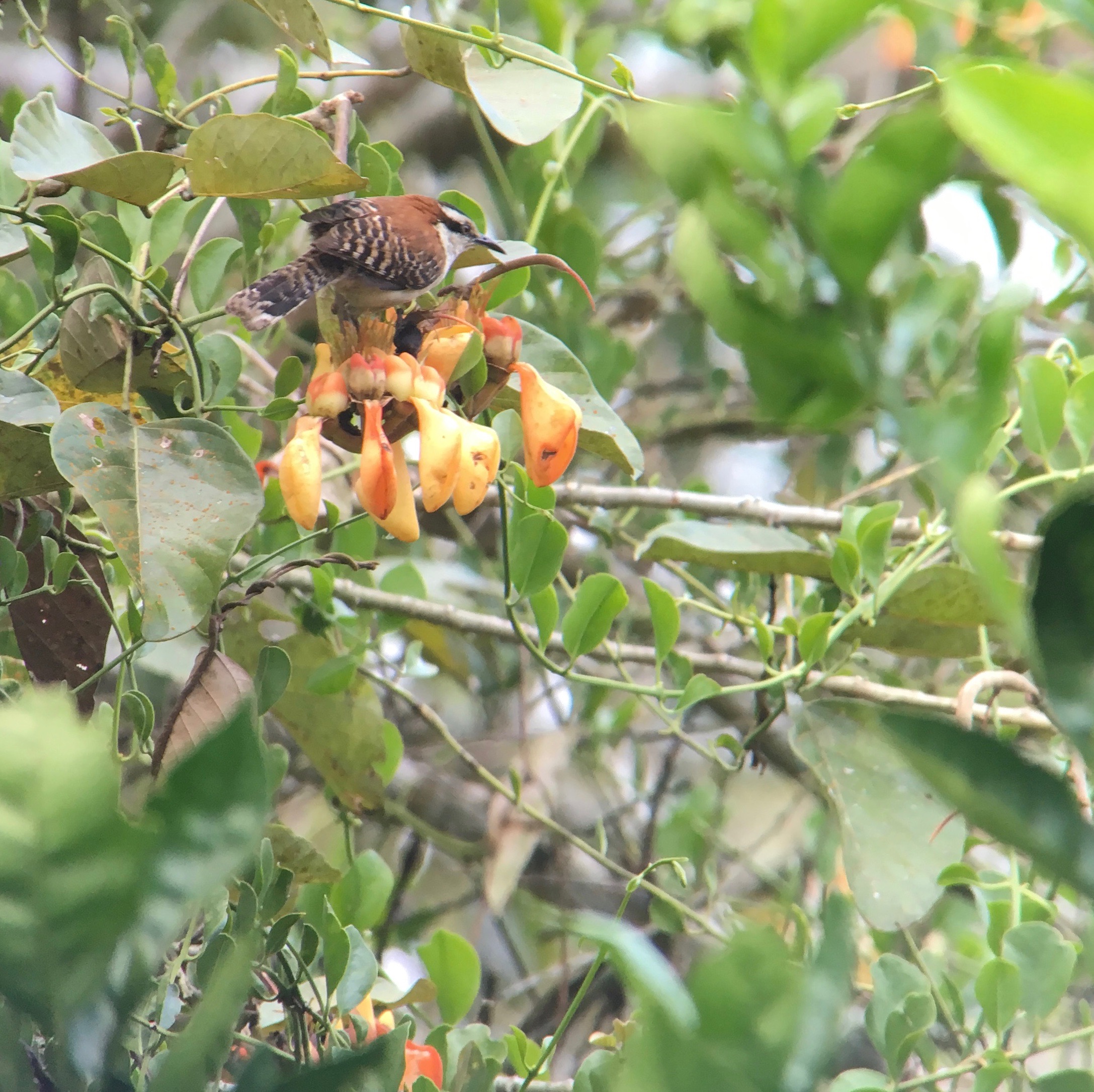 Rufous-naped wren. 