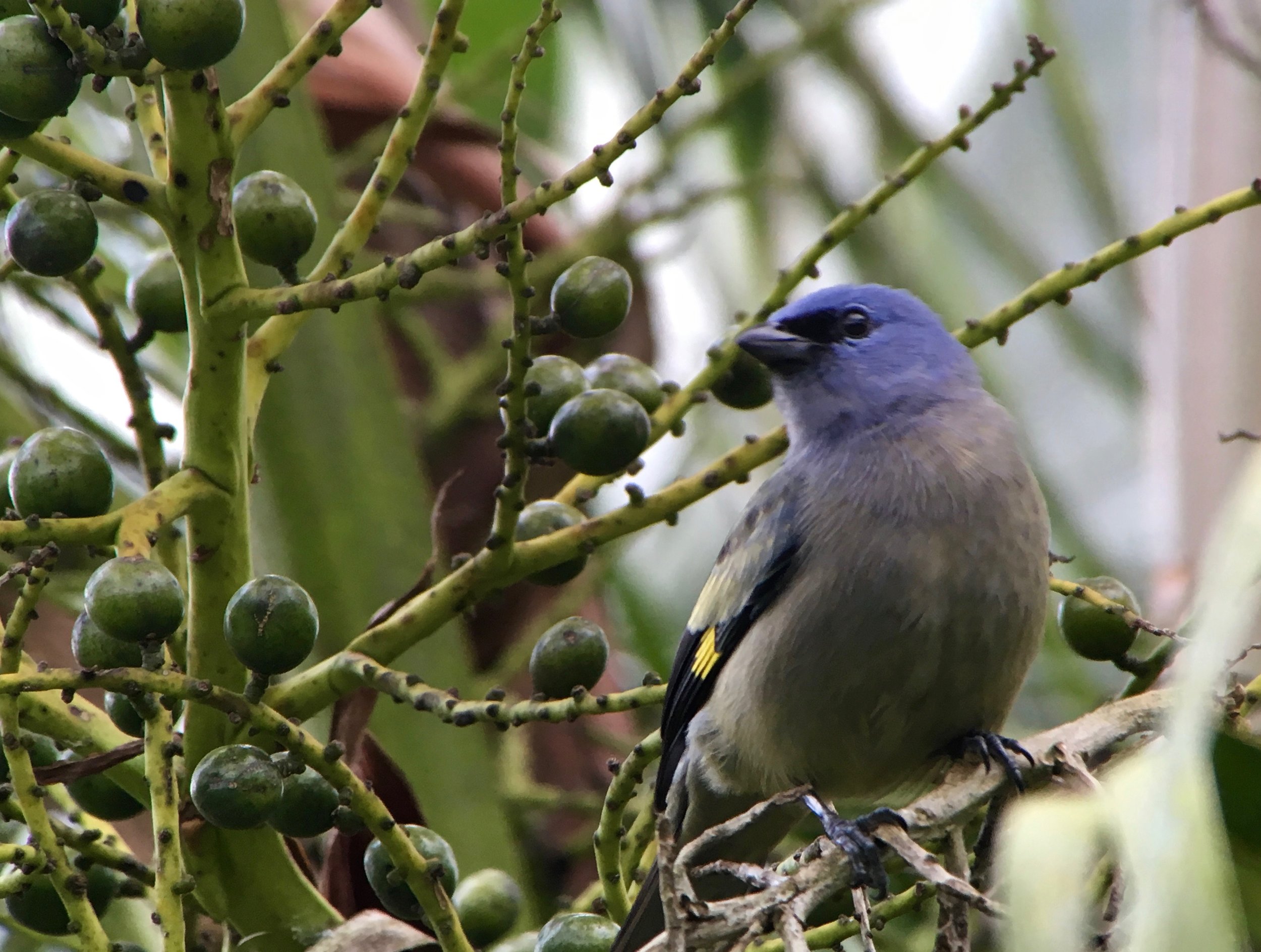 Yellow-winged tanager.