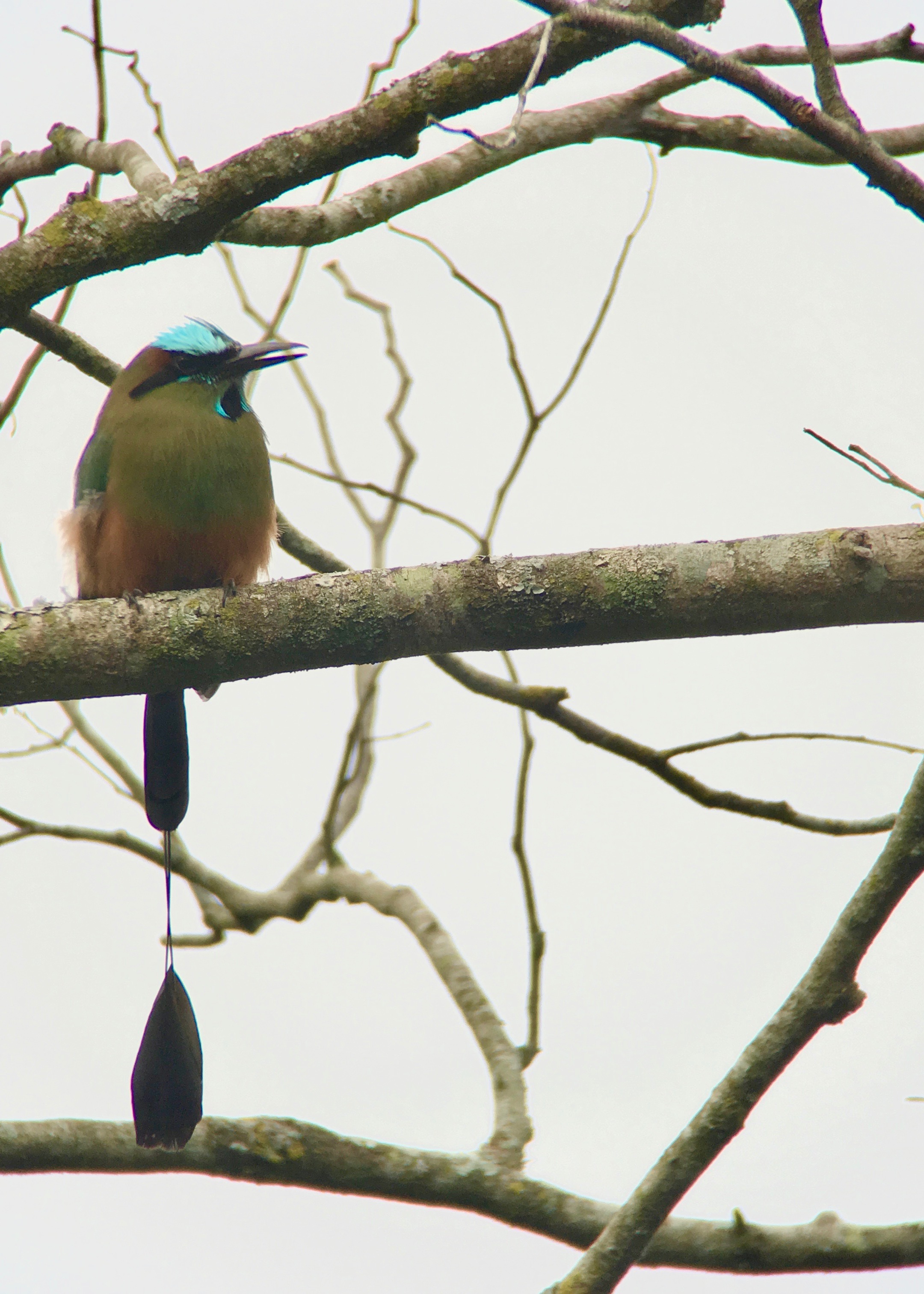 Turquoise-browed motmot.