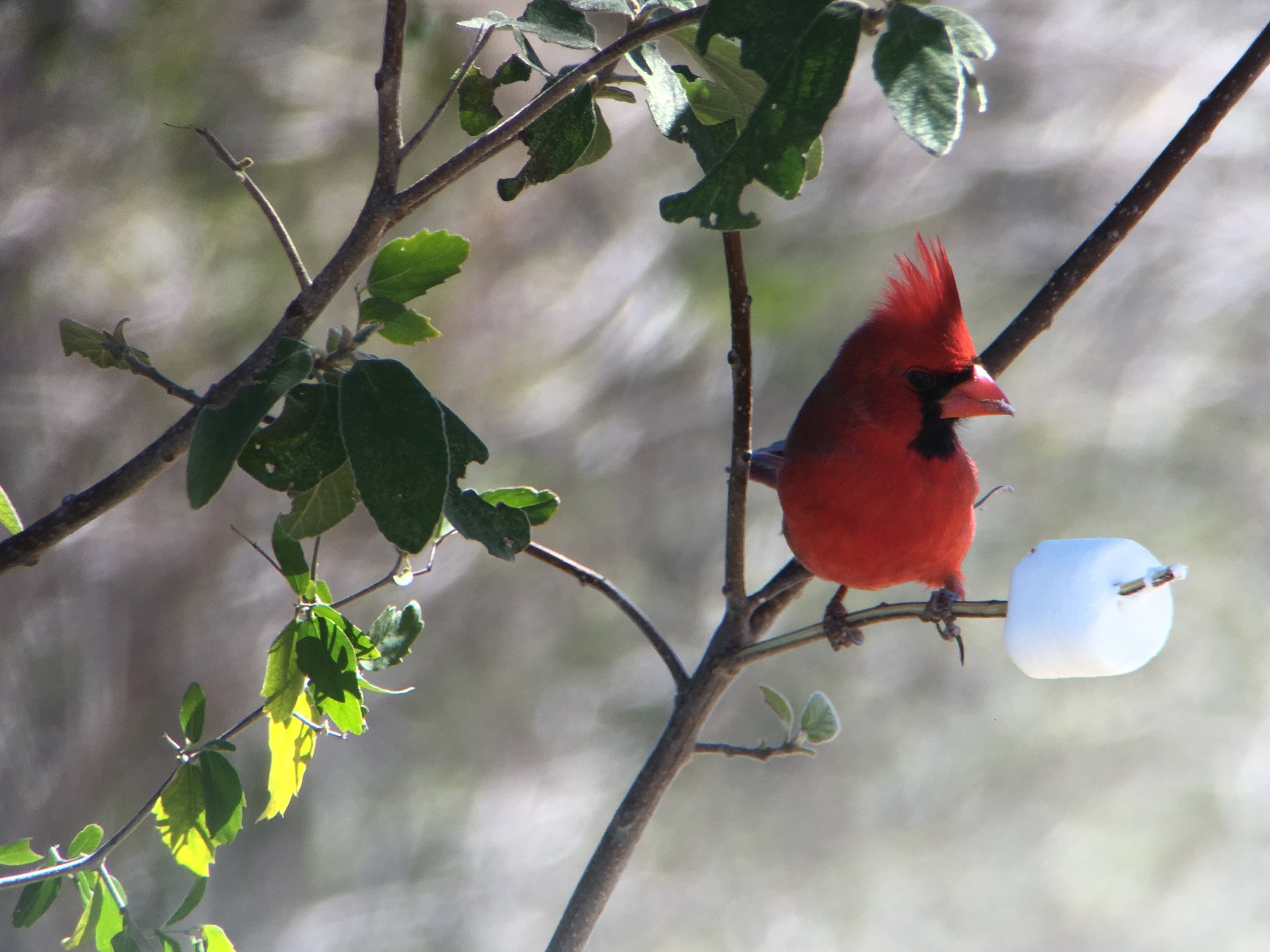 Birds Eating Marshmallows