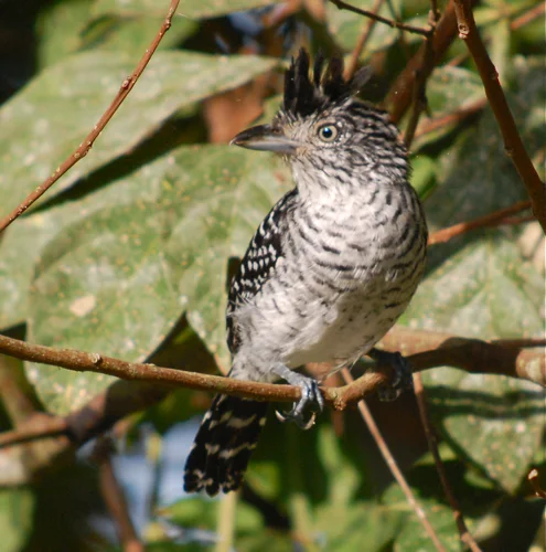 Birdchick Podcast #216 Panama, Subarus and Species 